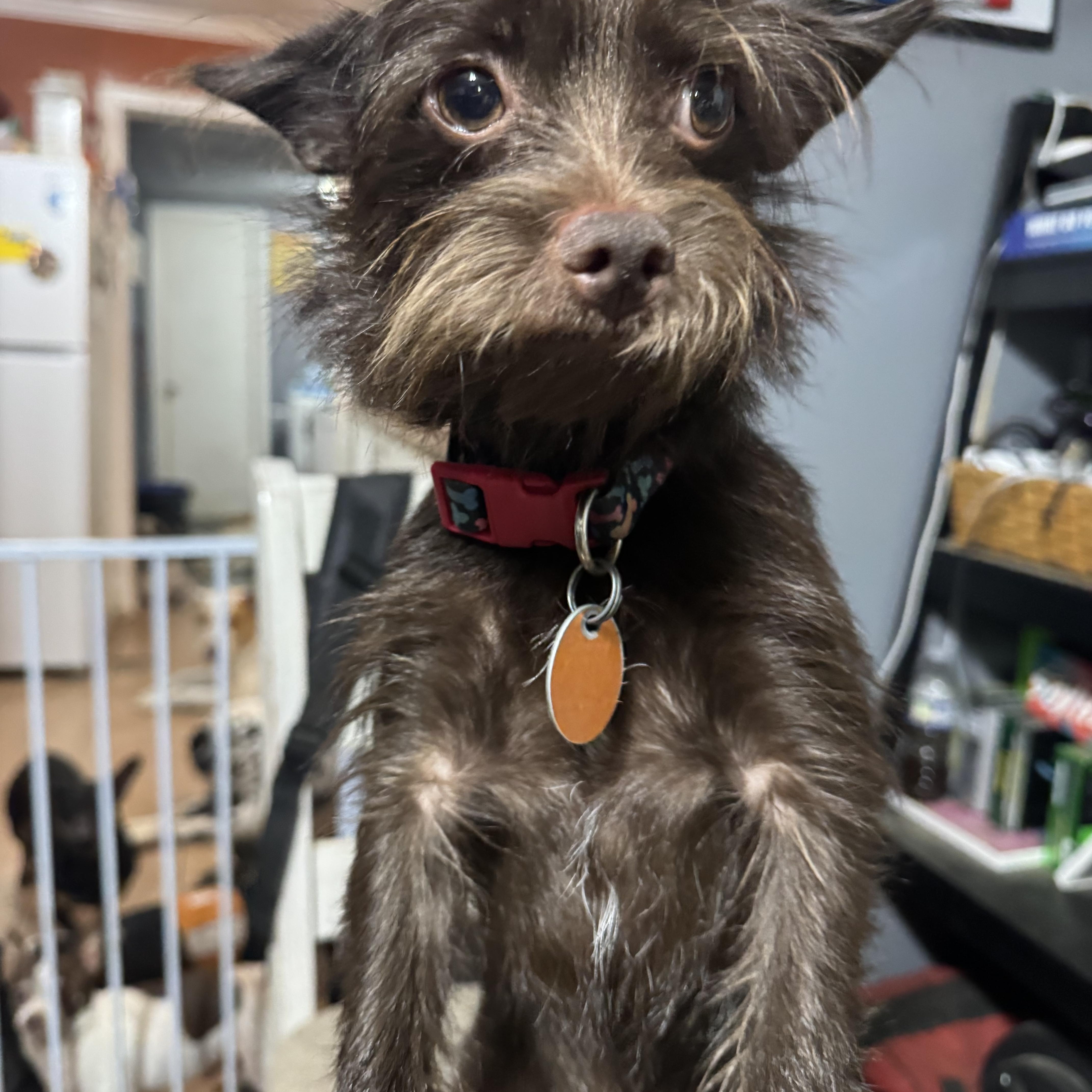 Buddy sweet little guy, Adoptable, Young Male Yorkshire Terrier & Brussels Griffon.