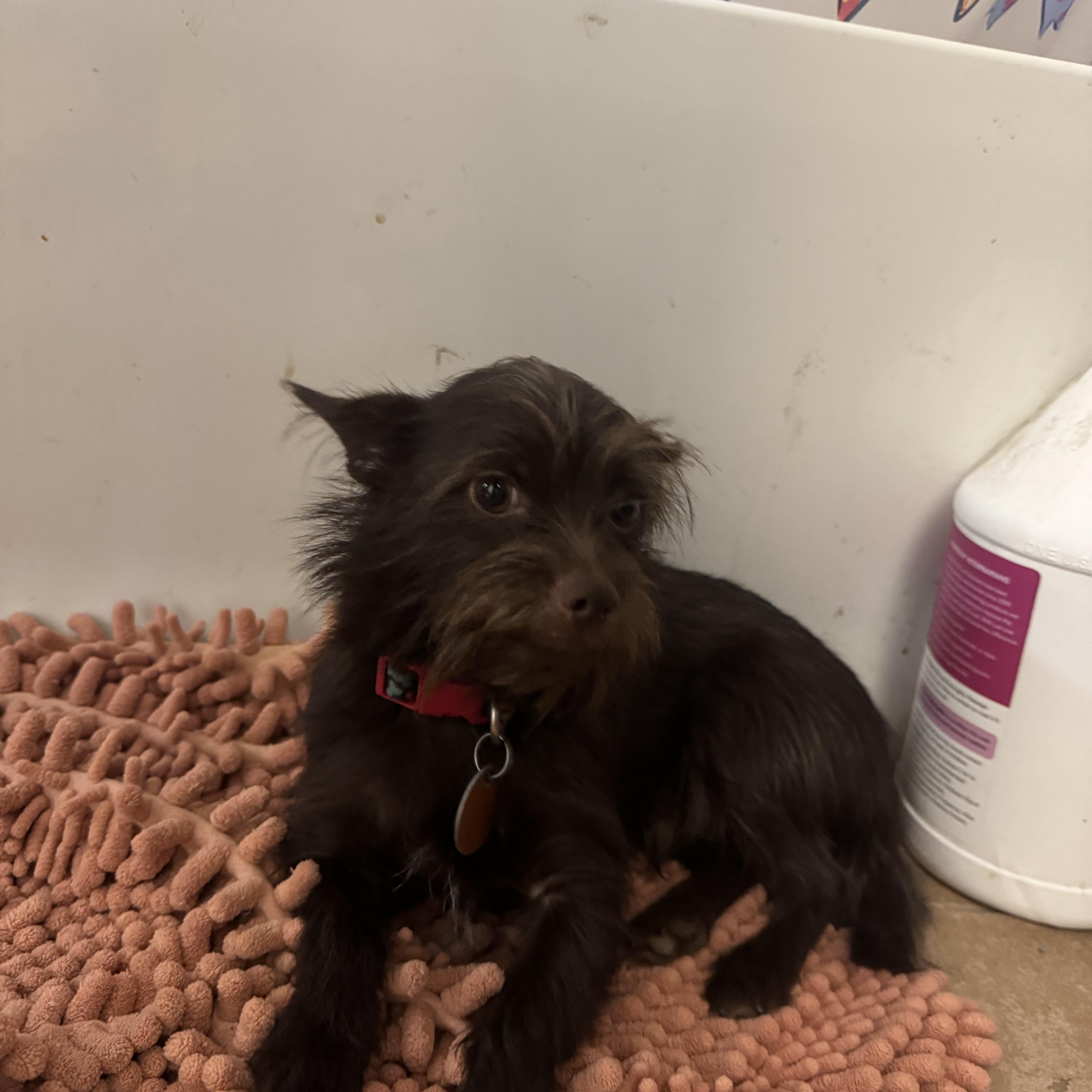 Enlarge Buddy sweet little guy, a Adoptable mixed breed in RUSSIAVILLE, IN image 6/6