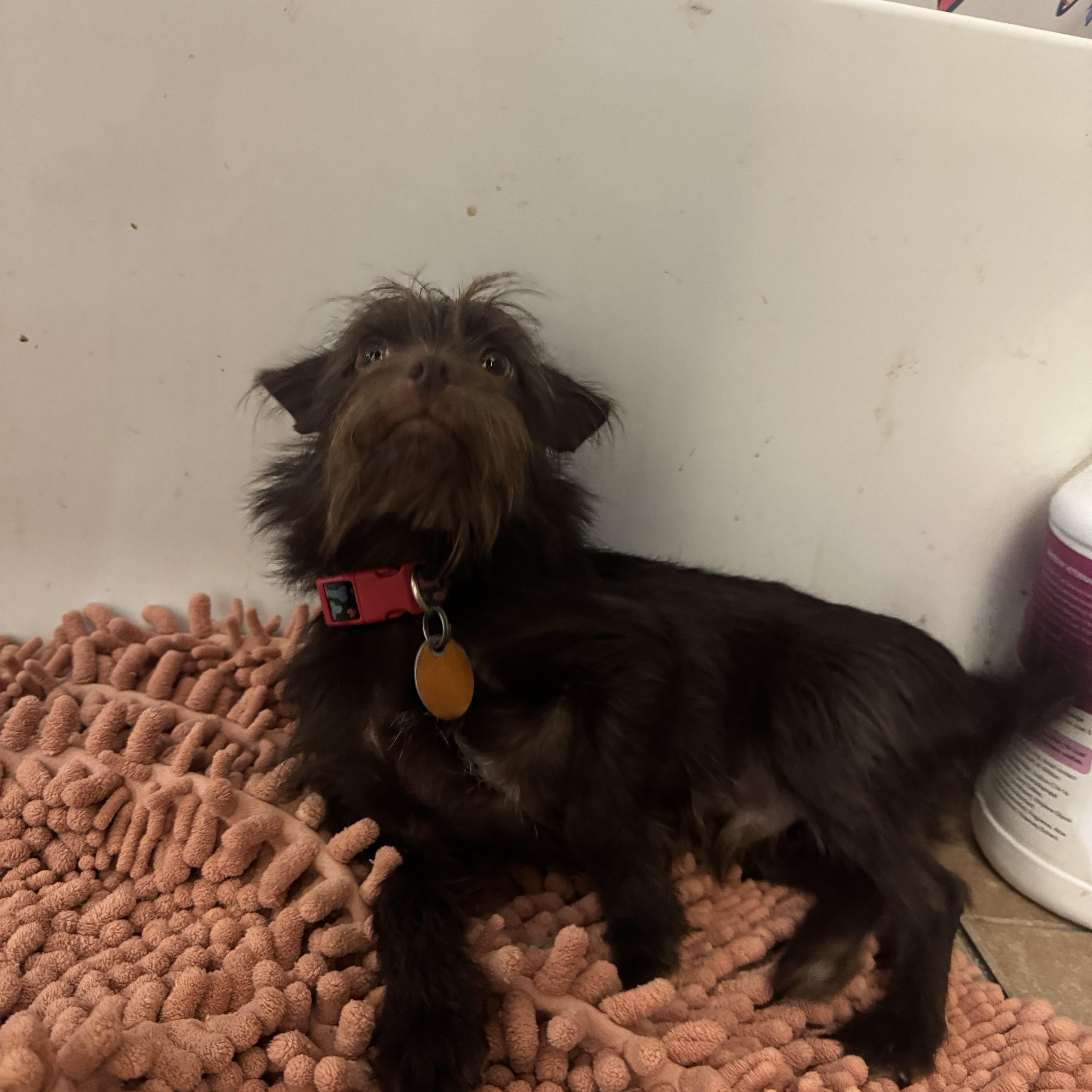 Enlarge Buddy sweet little guy, a Adoptable mixed breed in RUSSIAVILLE, IN image 4/6