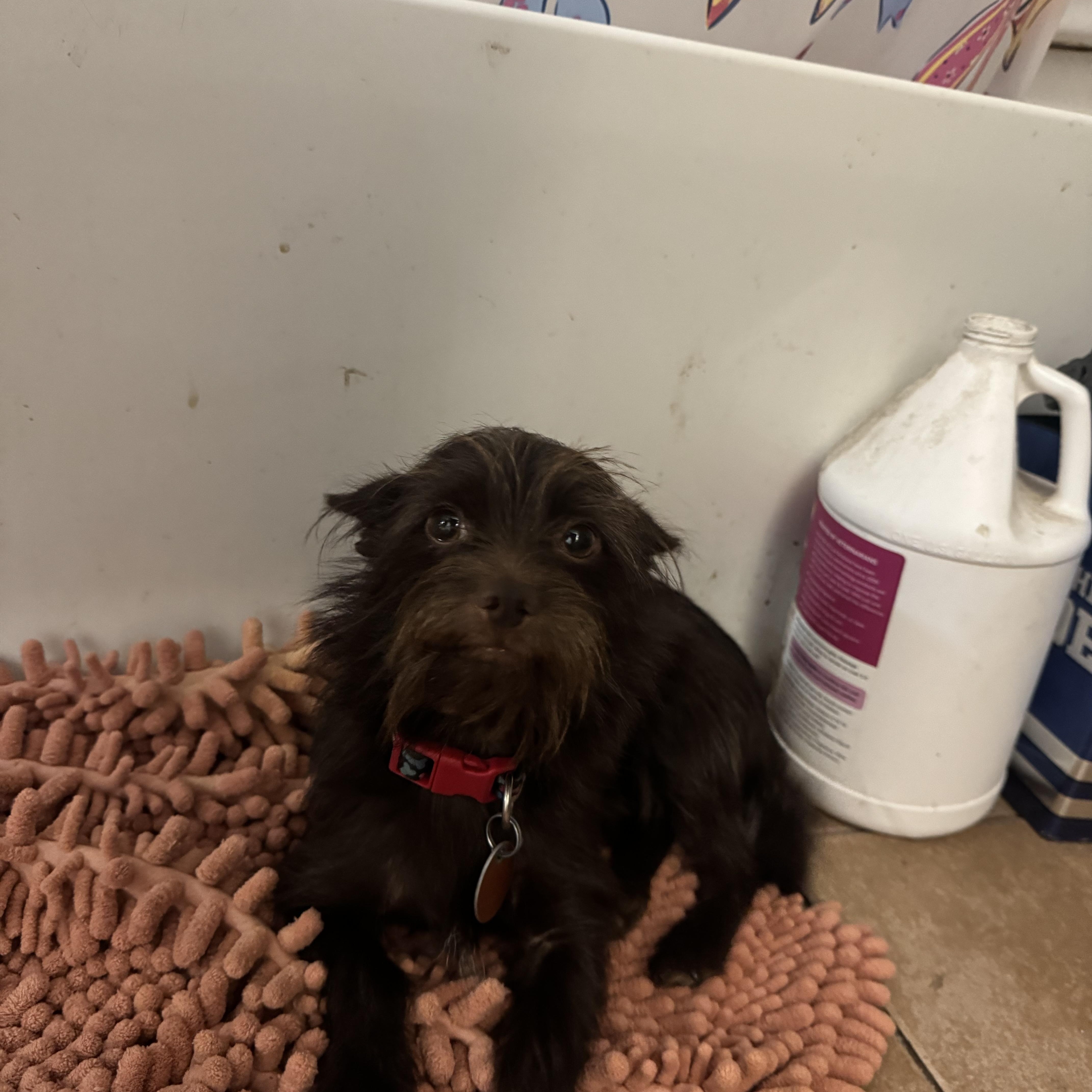 Enlarge Buddy sweet little guy, a Adoptable mixed breed in RUSSIAVILLE, IN image 3/6