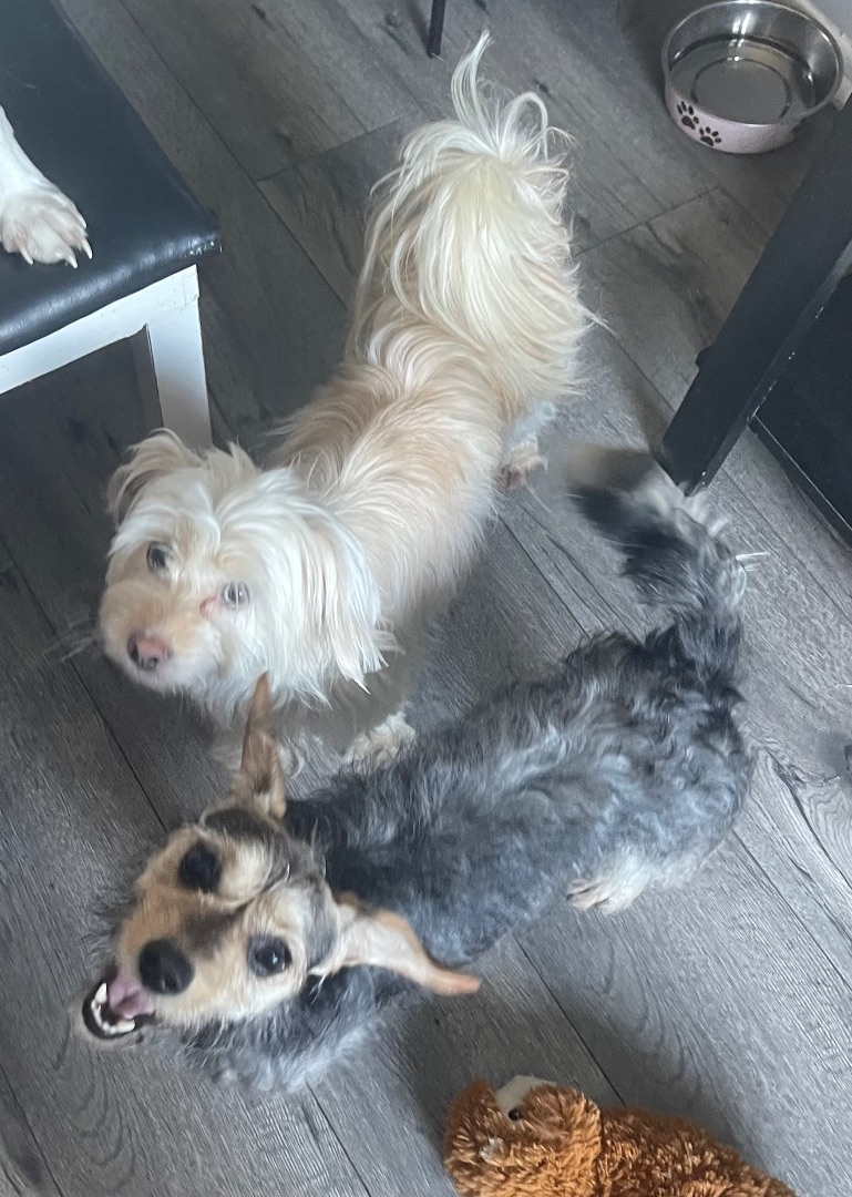 Sharon, Adopted, Young Female Silky Terrier & Maltipoo.