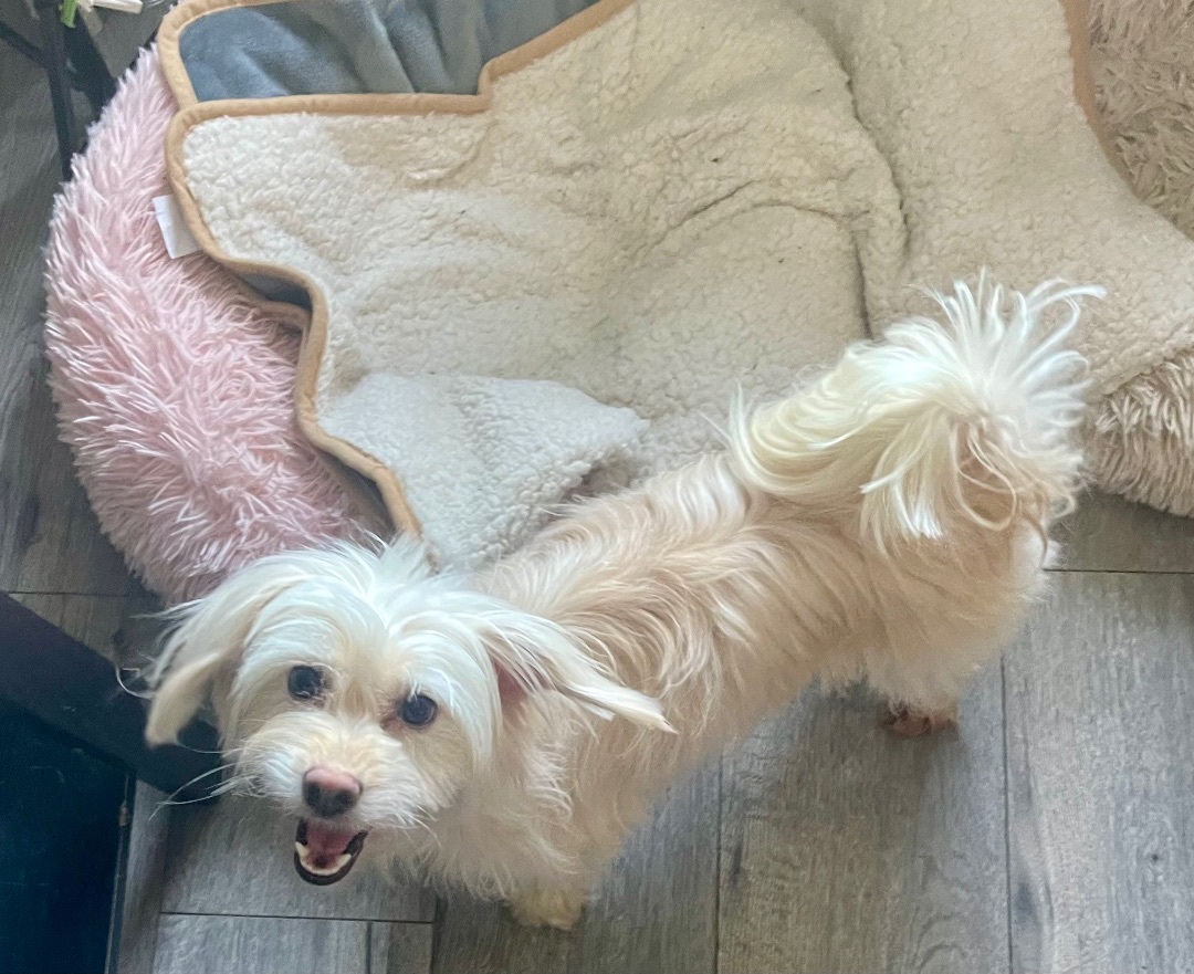 Sharon, a Adopted mixed breed in Sherman Oaks, CA image 3/5