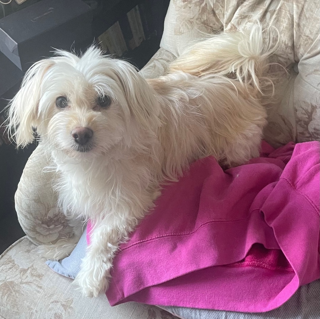 Sharon, a Adopted mixed breed in Sherman Oaks, CA image 5/5