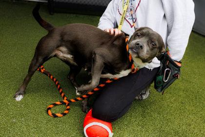 Brie — thumbnail 3