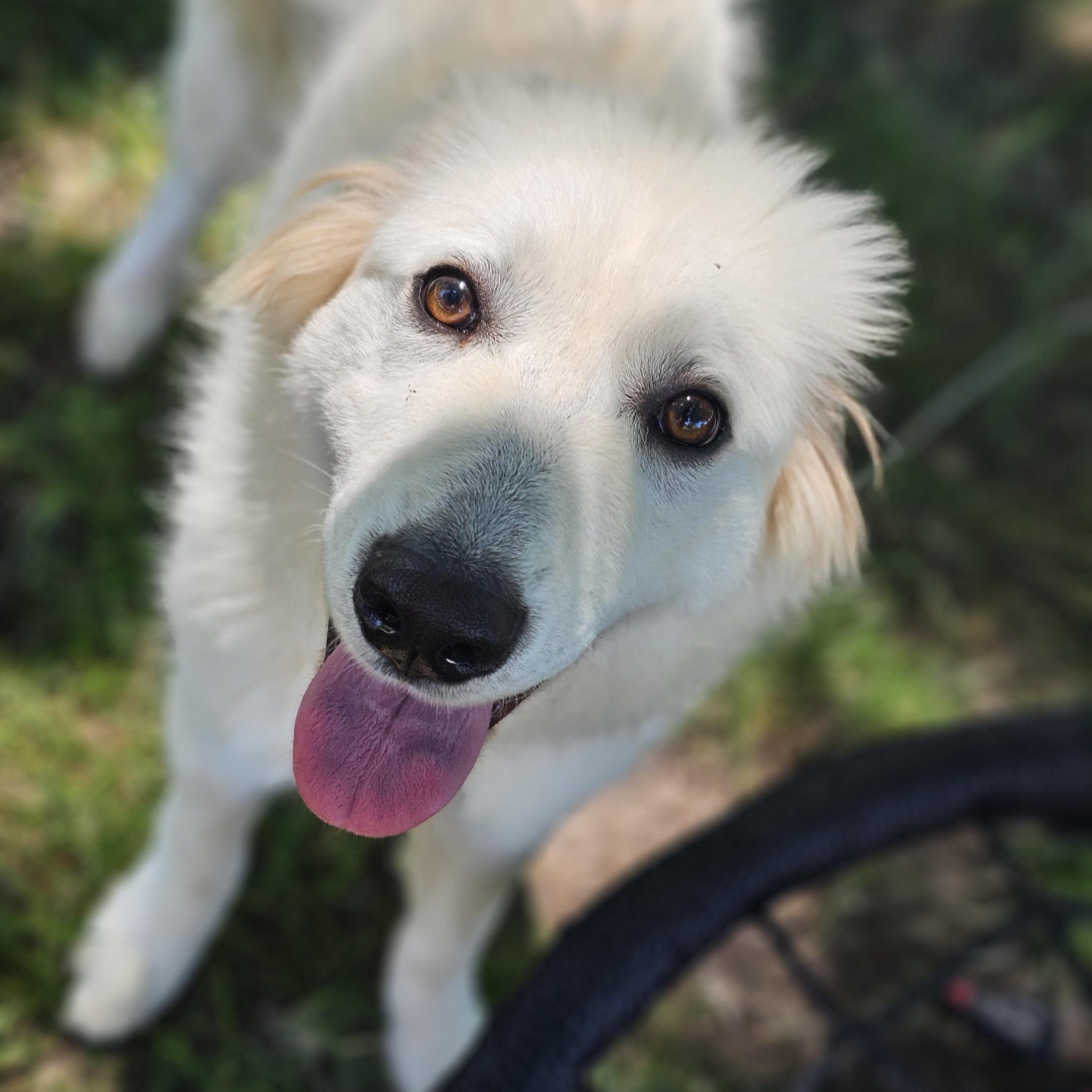 Neptune, an adopted mixed breed in O Fallon, IL image 2/6