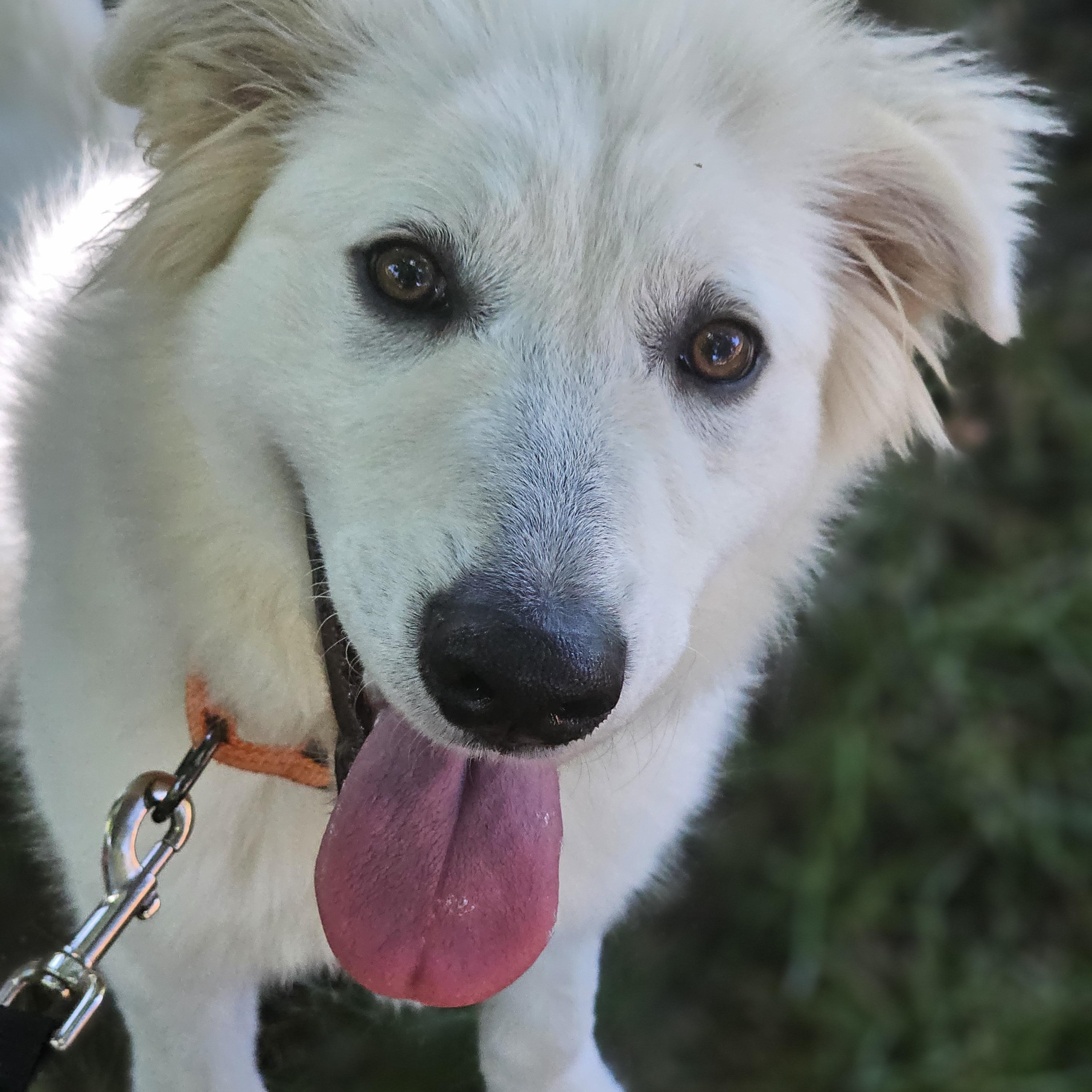 Neptune, an adopted mixed breed in O Fallon, IL image 3/6