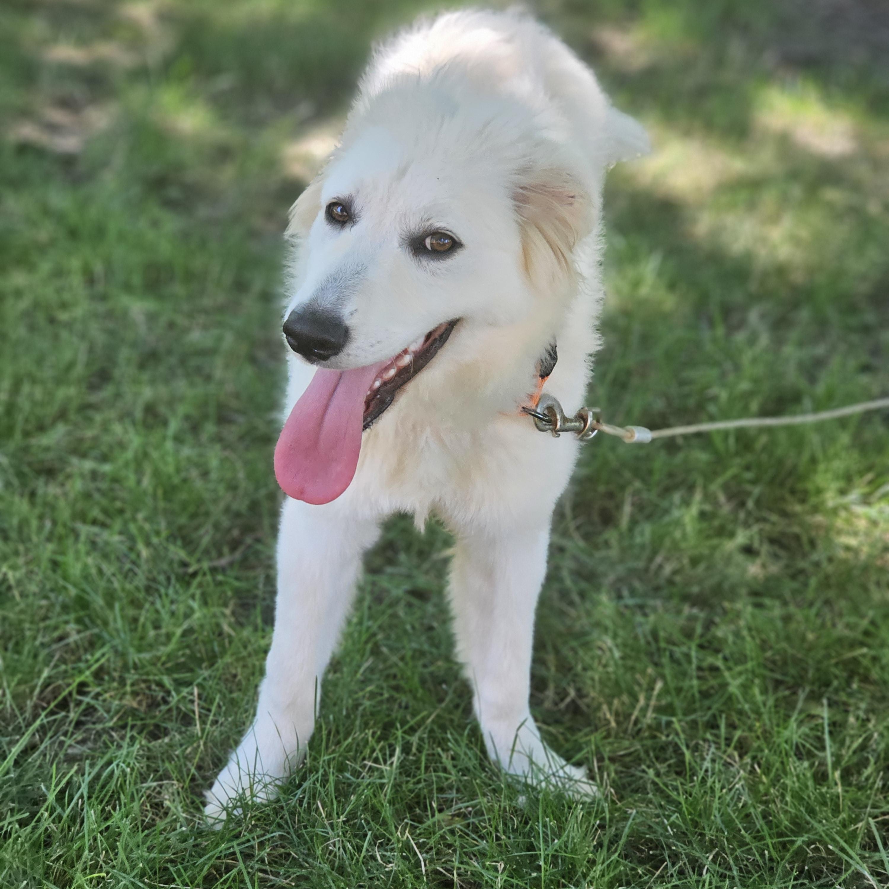 Neptune, an adopted mixed breed in O Fallon, IL image 4/6