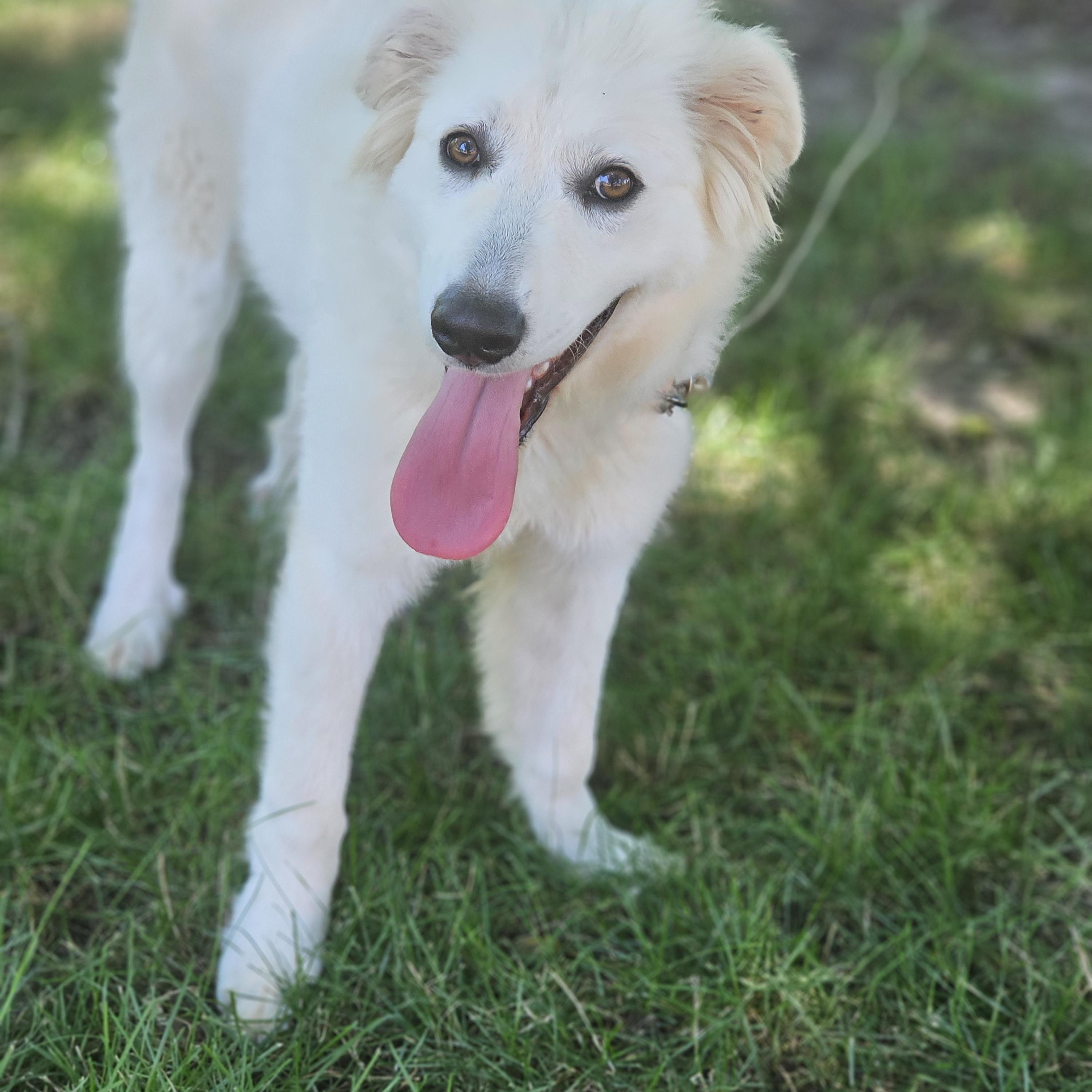 Neptune, an adopted mixed breed in O Fallon, IL image 6/6