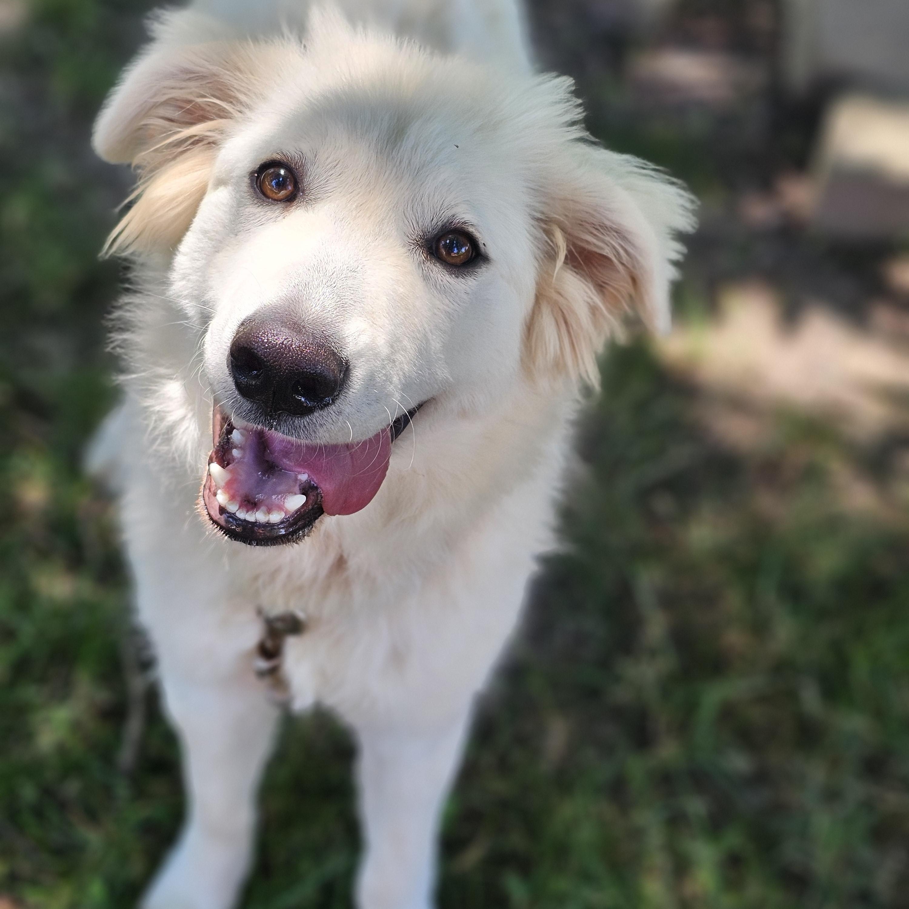 Neptune, an adopted mixed breed in O Fallon, IL image 1/6