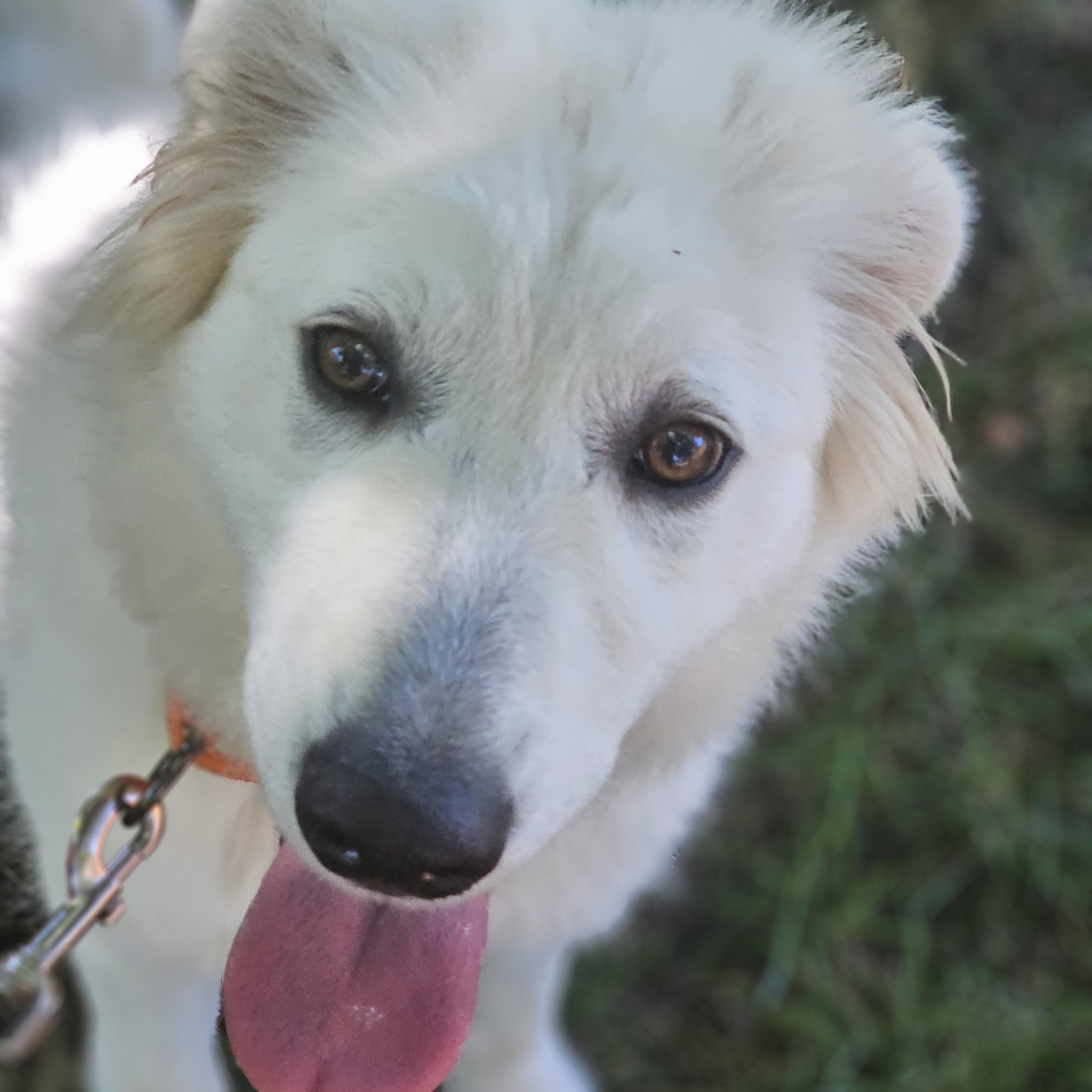 Neptune, an adopted mixed breed in O Fallon, IL image 5/6