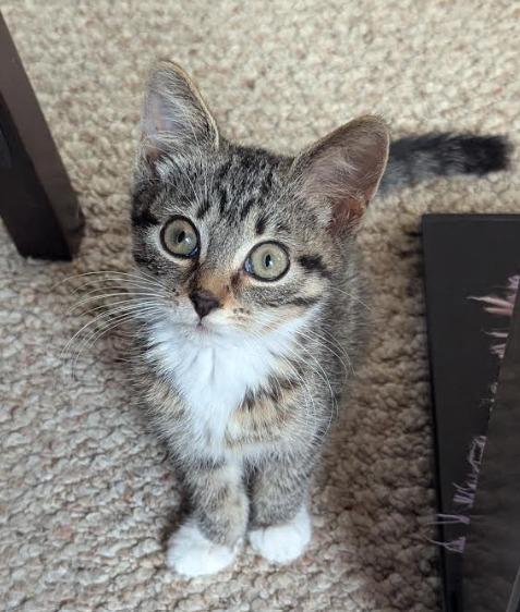 Marge, Adoptable, Kitten Female Domestic Short Hair.