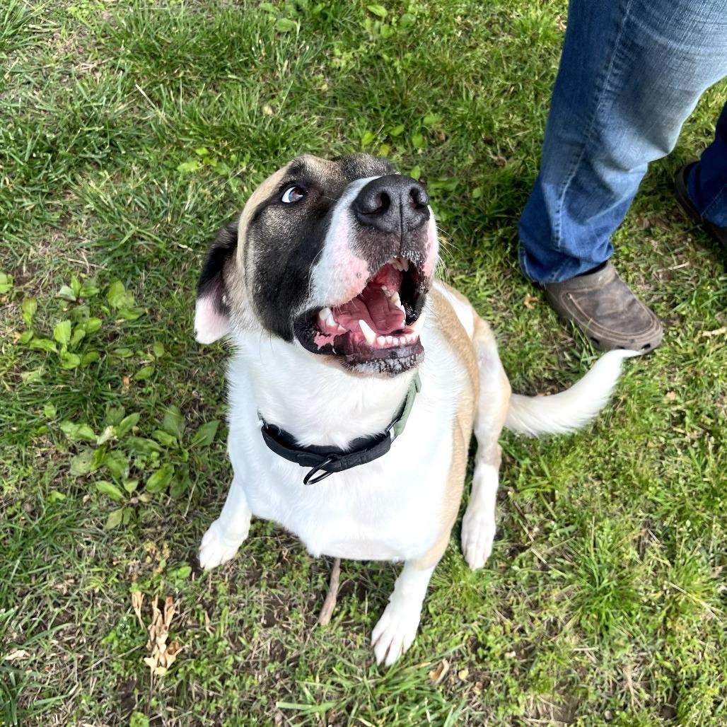 Enlarge Captain, a Adoptable mixed breed in Fayetteville, AR image 1/6