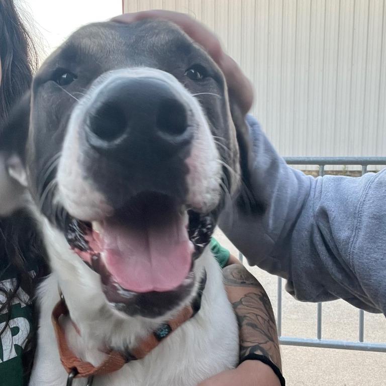 Enlarge Captain, a Adoptable mixed breed in Fayetteville, AR image 2/6