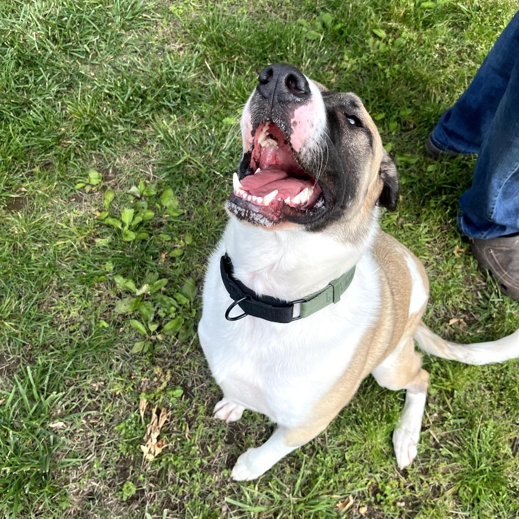 Enlarge Captain, a Adoptable mixed breed in Fayetteville, AR image 3/6