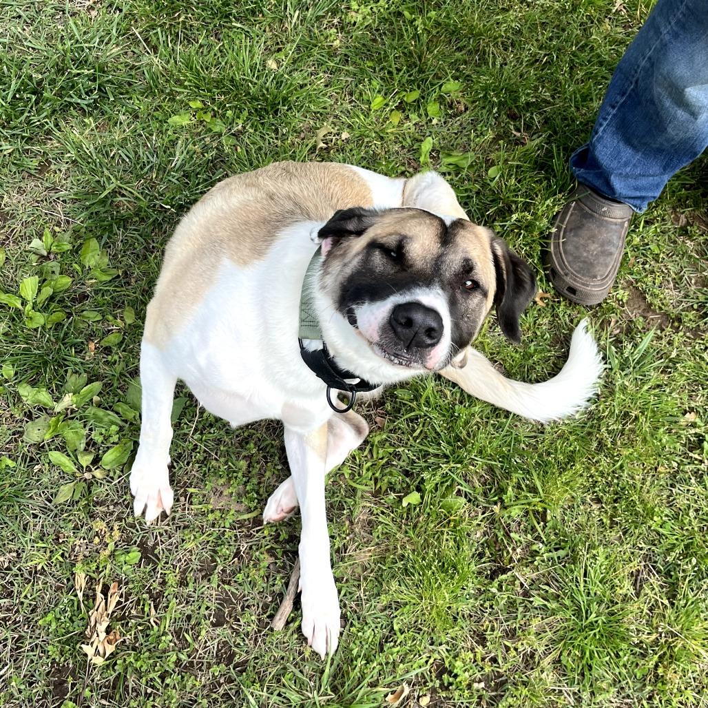Enlarge Captain, a Adoptable mixed breed in Fayetteville, AR image 4/6