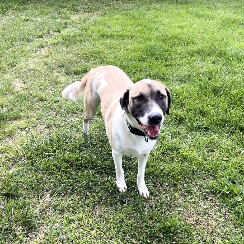 Enlarge Captain, a Adoptable mixed breed in Fayetteville, AR image 5/6