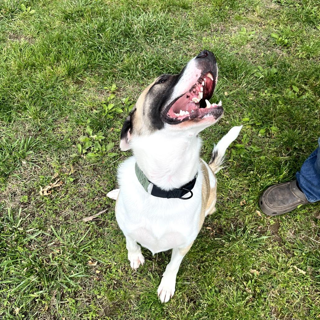 Enlarge Captain, a Adoptable mixed breed in Fayetteville, AR image 6/6