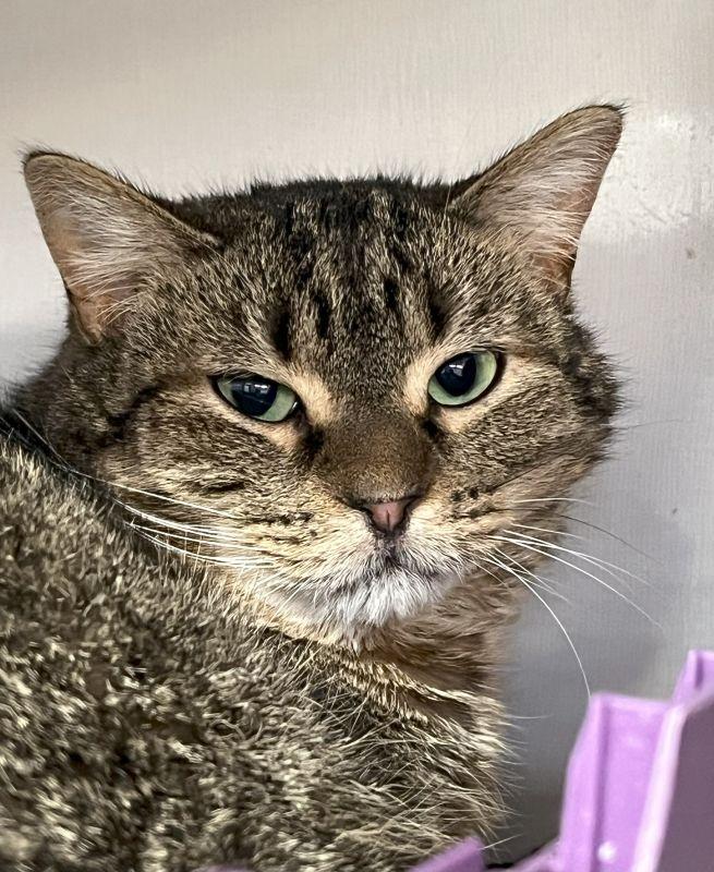 Frankie, Adoptable, Adult Male Domestic Short Hair.