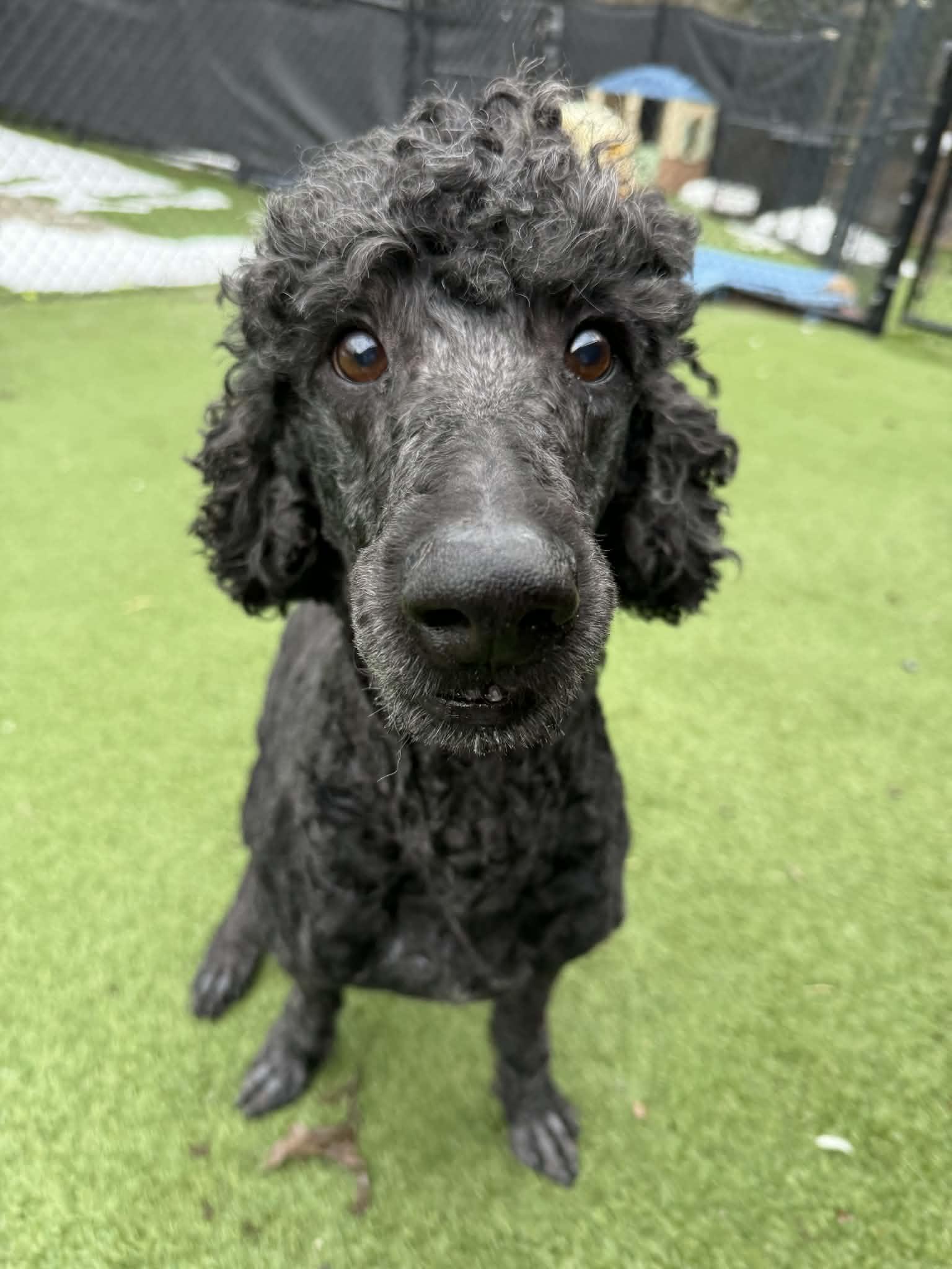 Enlarge Diesel, an adopted Poodle in Groton, CT image 3/3