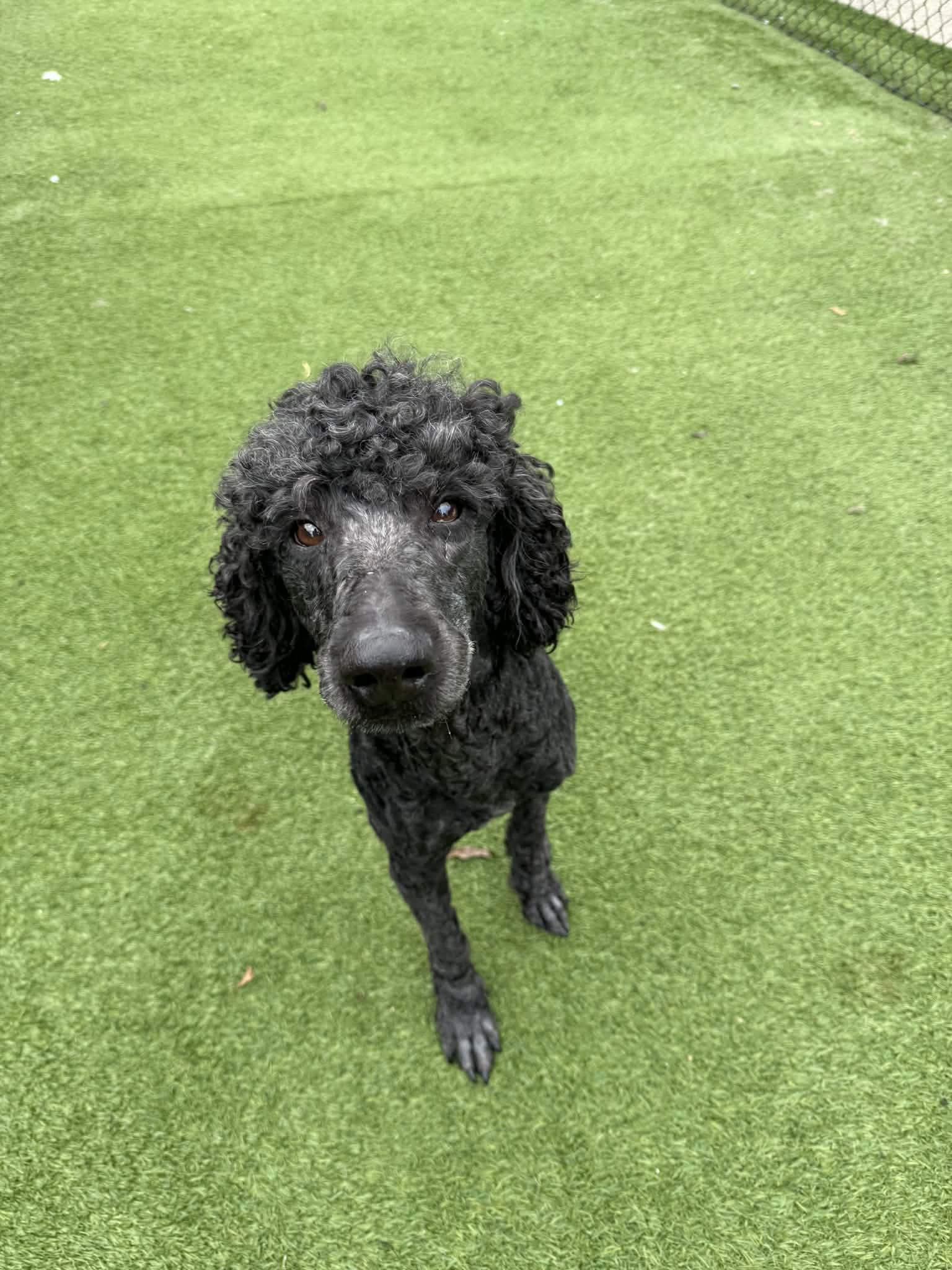Enlarge Diesel, an adopted Poodle in Groton, CT image 2/3
