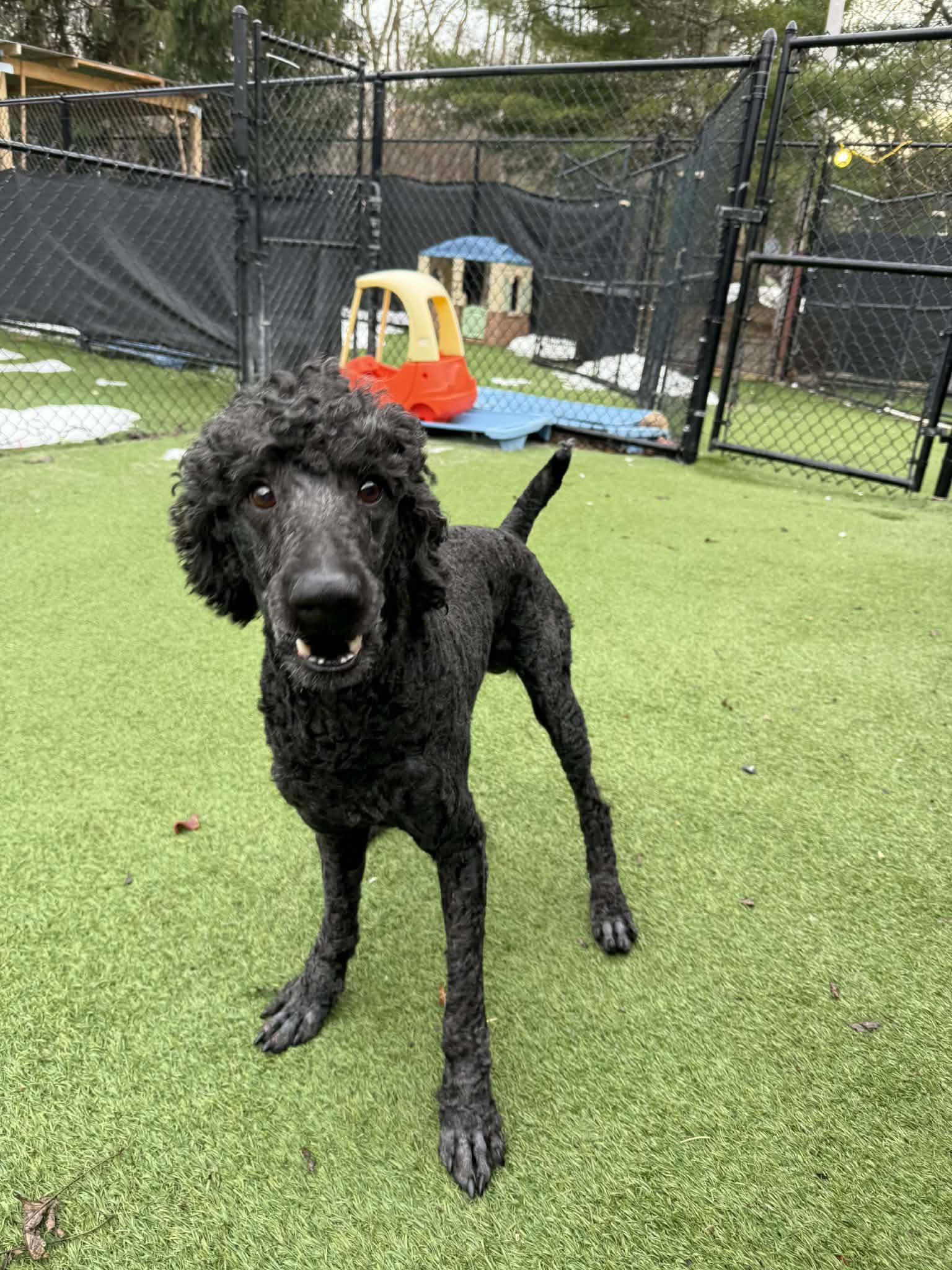 Diesel, adopted, Adult Male Poodle.