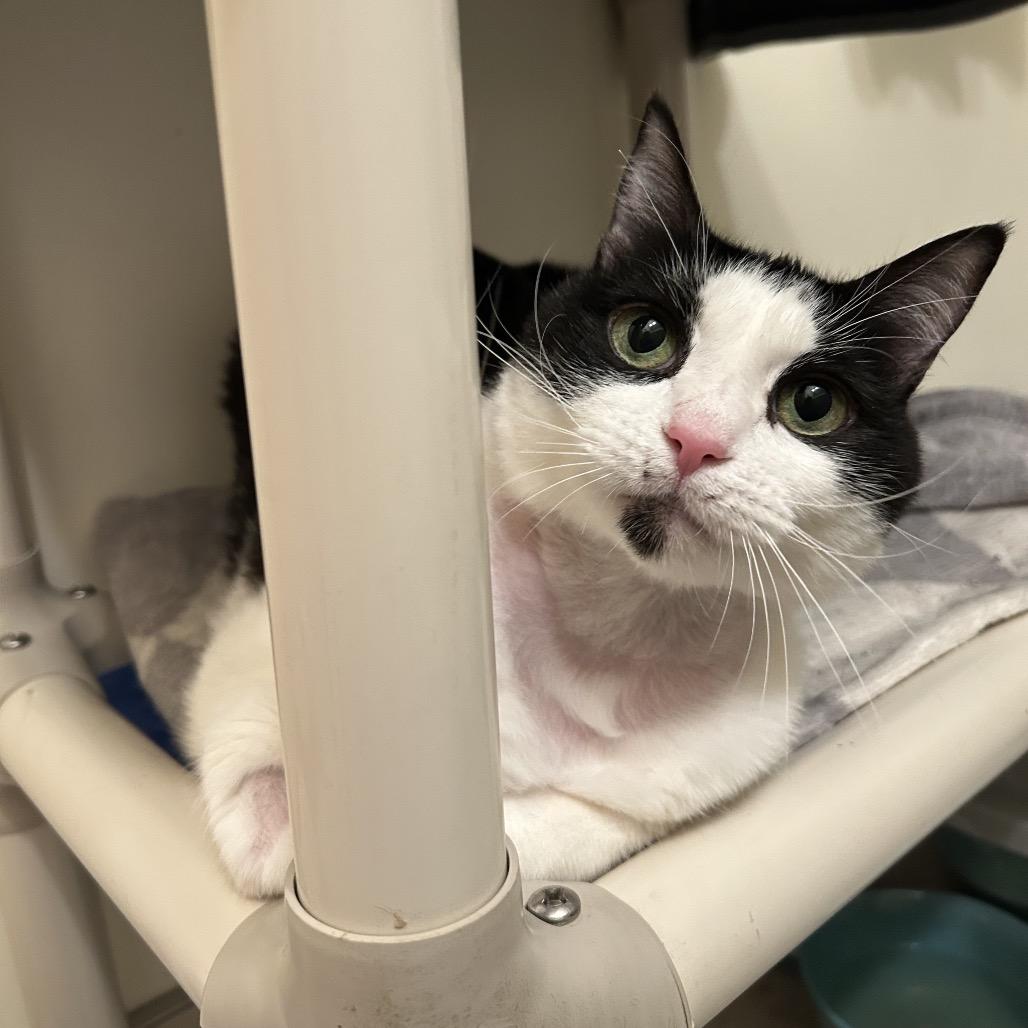 Lily, Adoptable, Senior Female Domestic Short Hair.