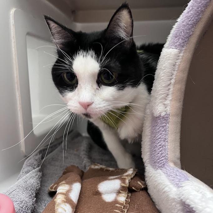 Lily, a Adoptable Domestic Short Hair in Bountiful, UT image 2/5
