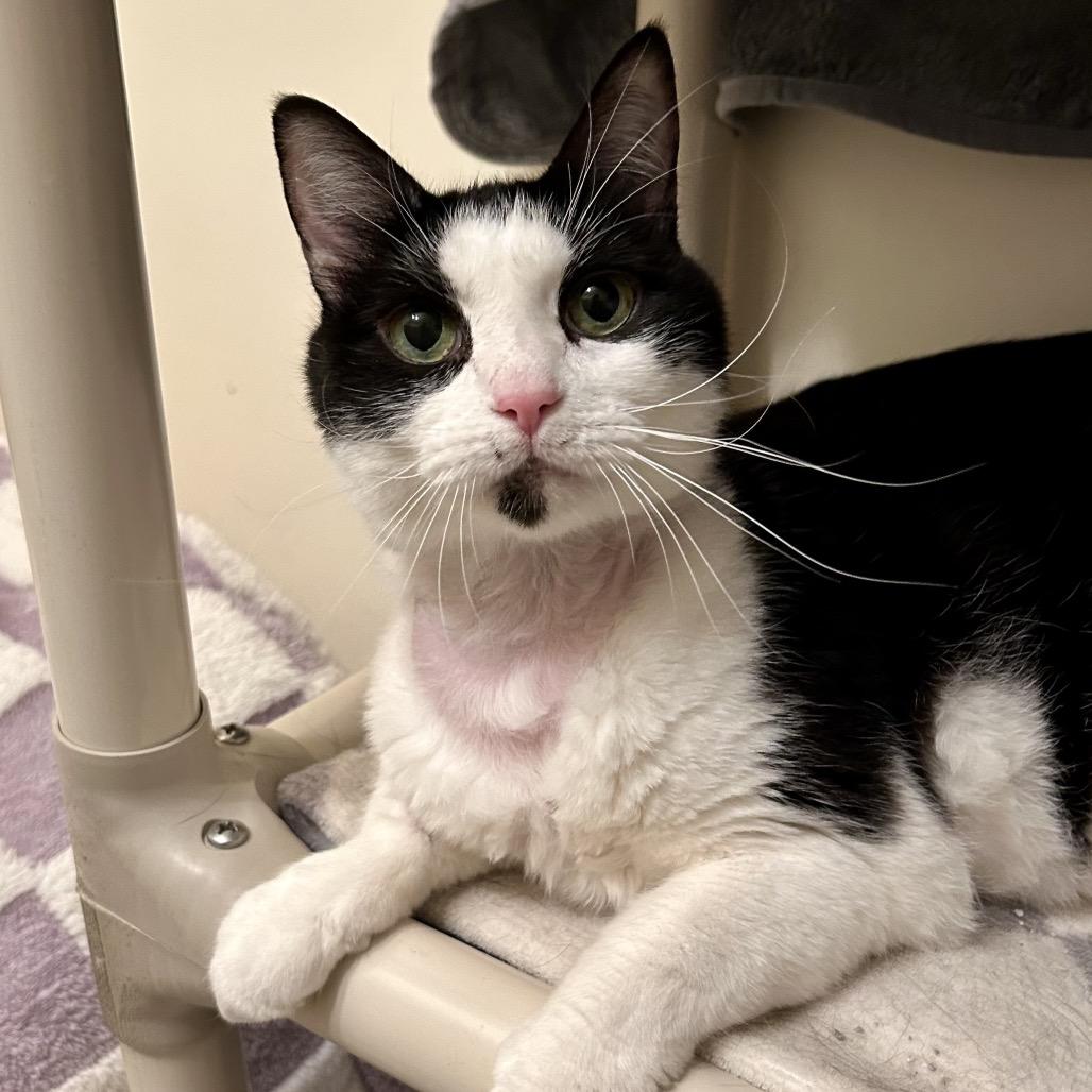Lily, a Adoptable Domestic Short Hair in Bountiful, UT image 3/5