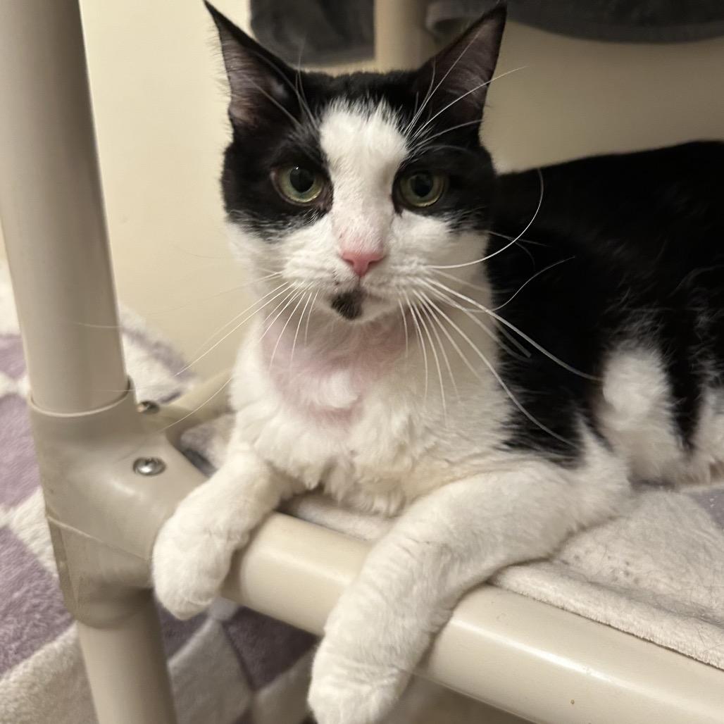 Lily, a Adoptable Domestic Short Hair in Bountiful, UT image 4/5