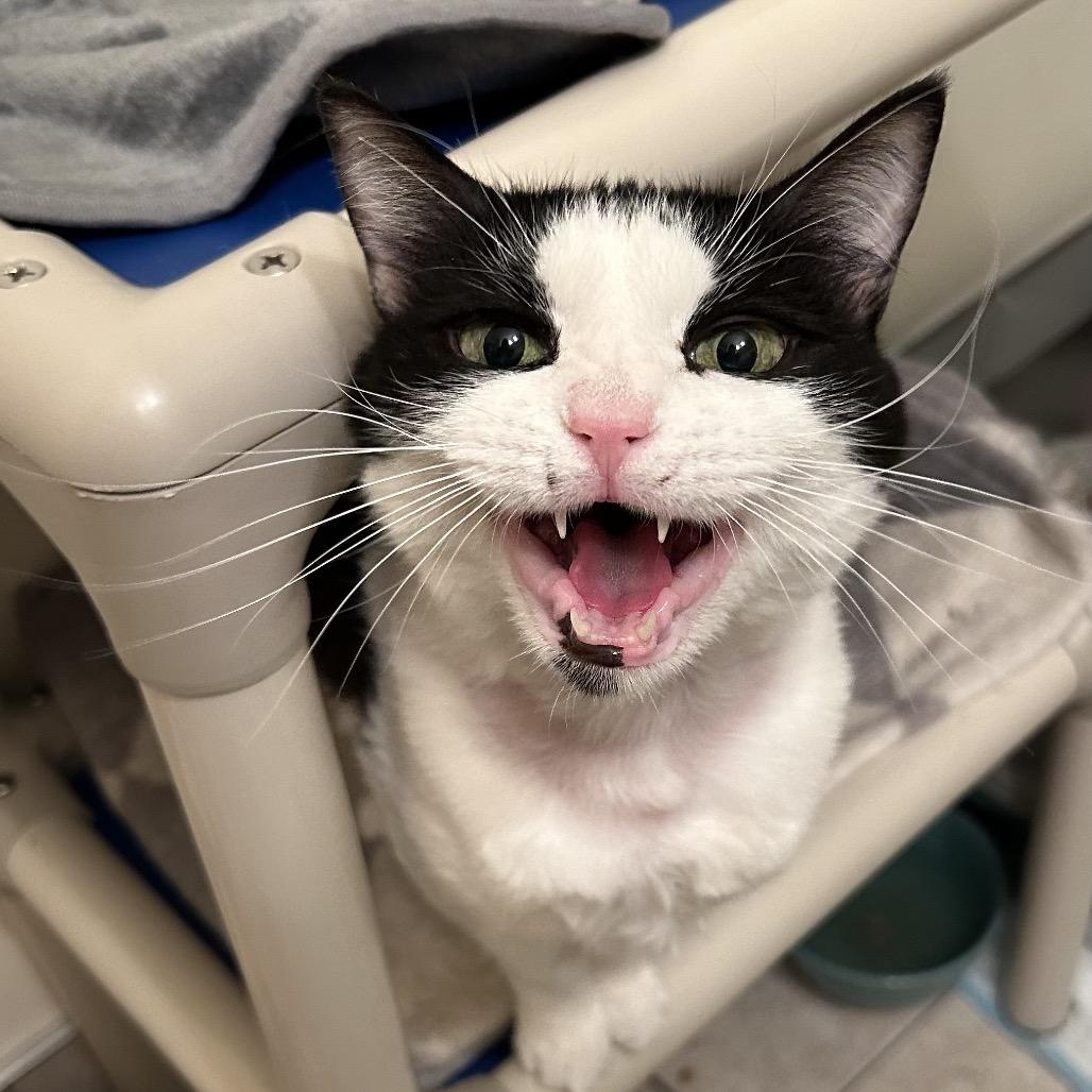 Lily, a Adoptable Domestic Short Hair in Bountiful, UT image 5/5