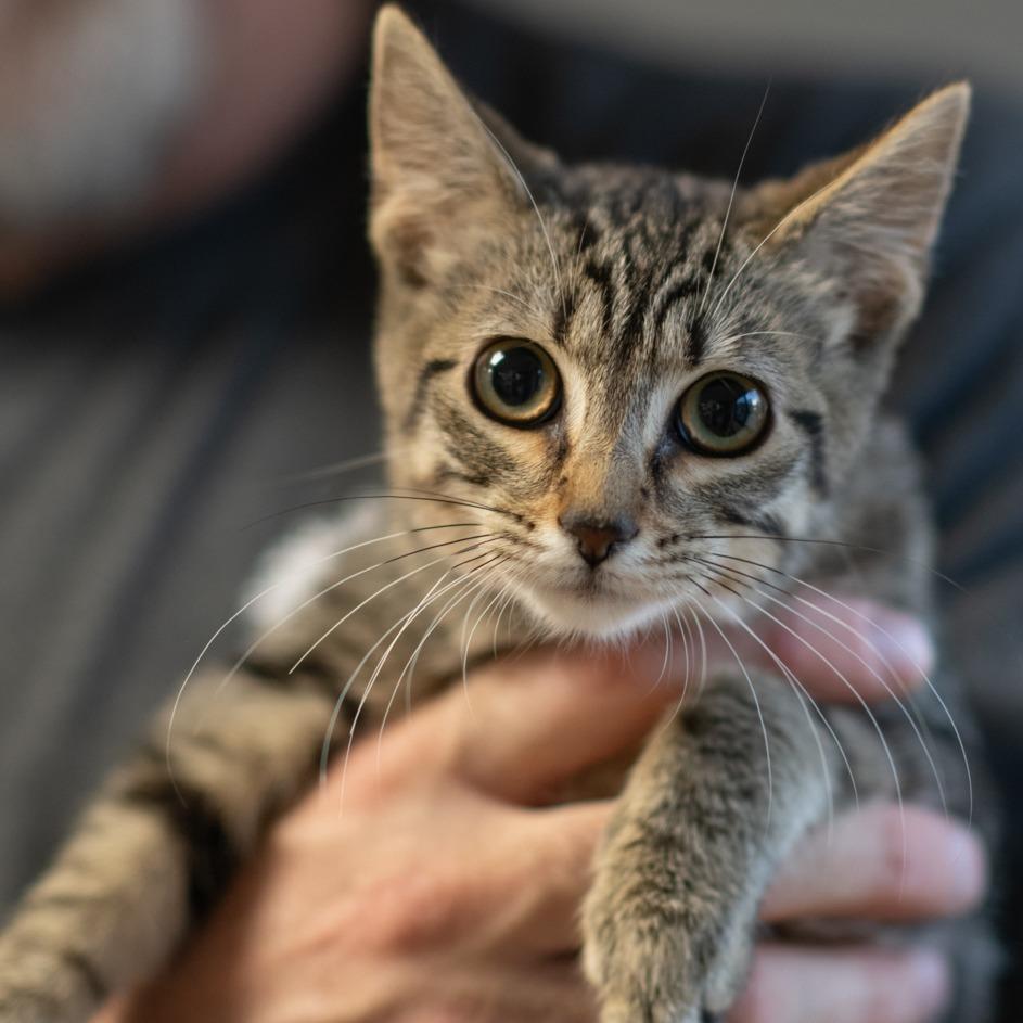 BOONE-30301, Adoptable, Young Male Domestic Short Hair.