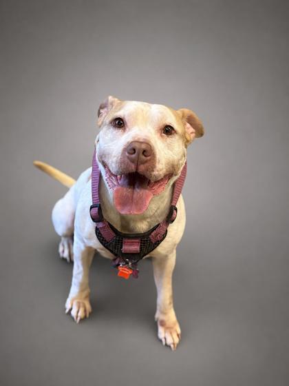 Enlarge Riley, a Adoptable mixed breed in Bowling Green, KY image 2/2