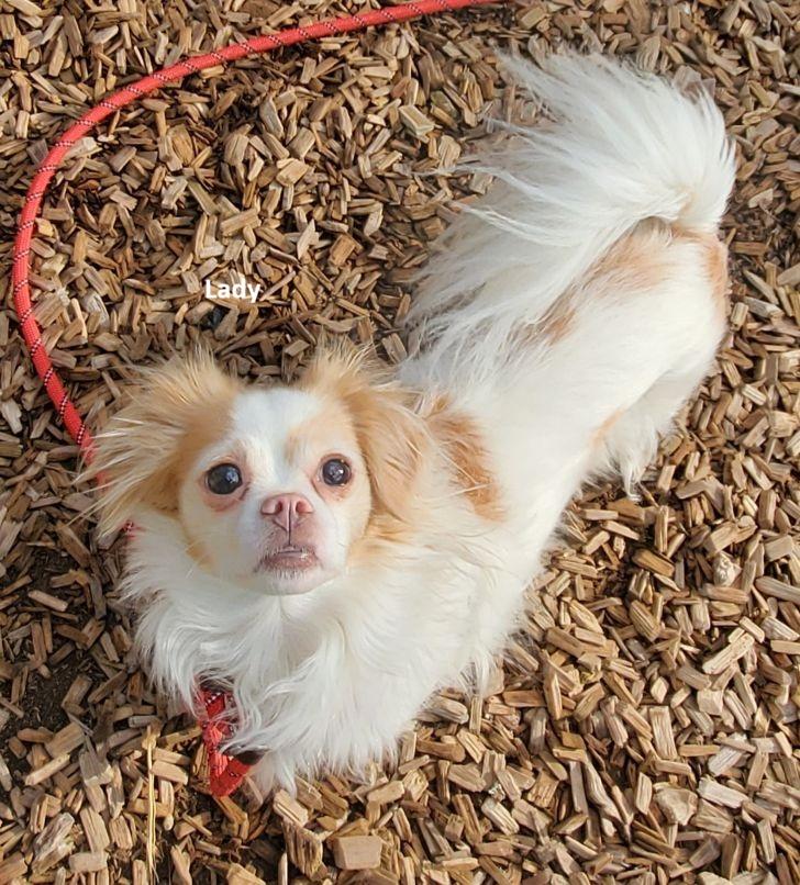 Lady, adopted, Adult Female Papillon & Cavalier King Charles Spaniel.