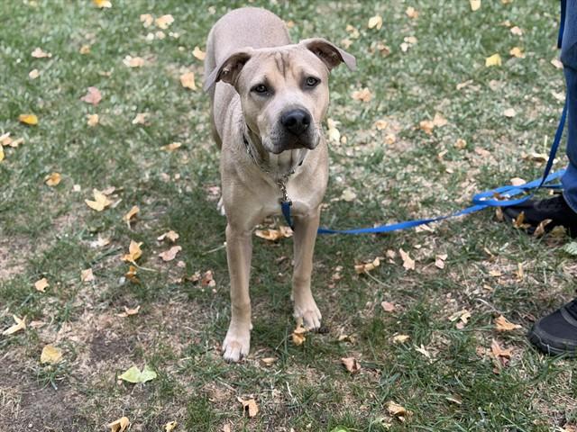 Enlarge BALOO, a Adoptable Pit Bull Terrier in Auburn, CA image 1/1