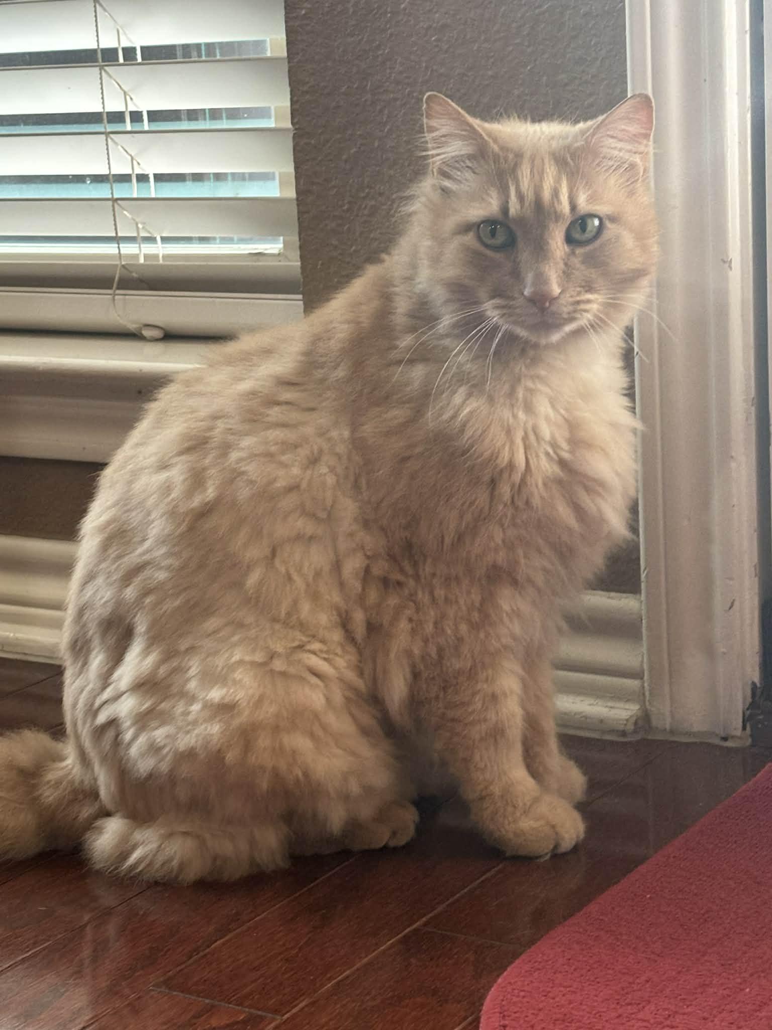 Enlarge Owen, a ADOPTABLE Domestic Long Hair in Mansfield, TX image 3/3