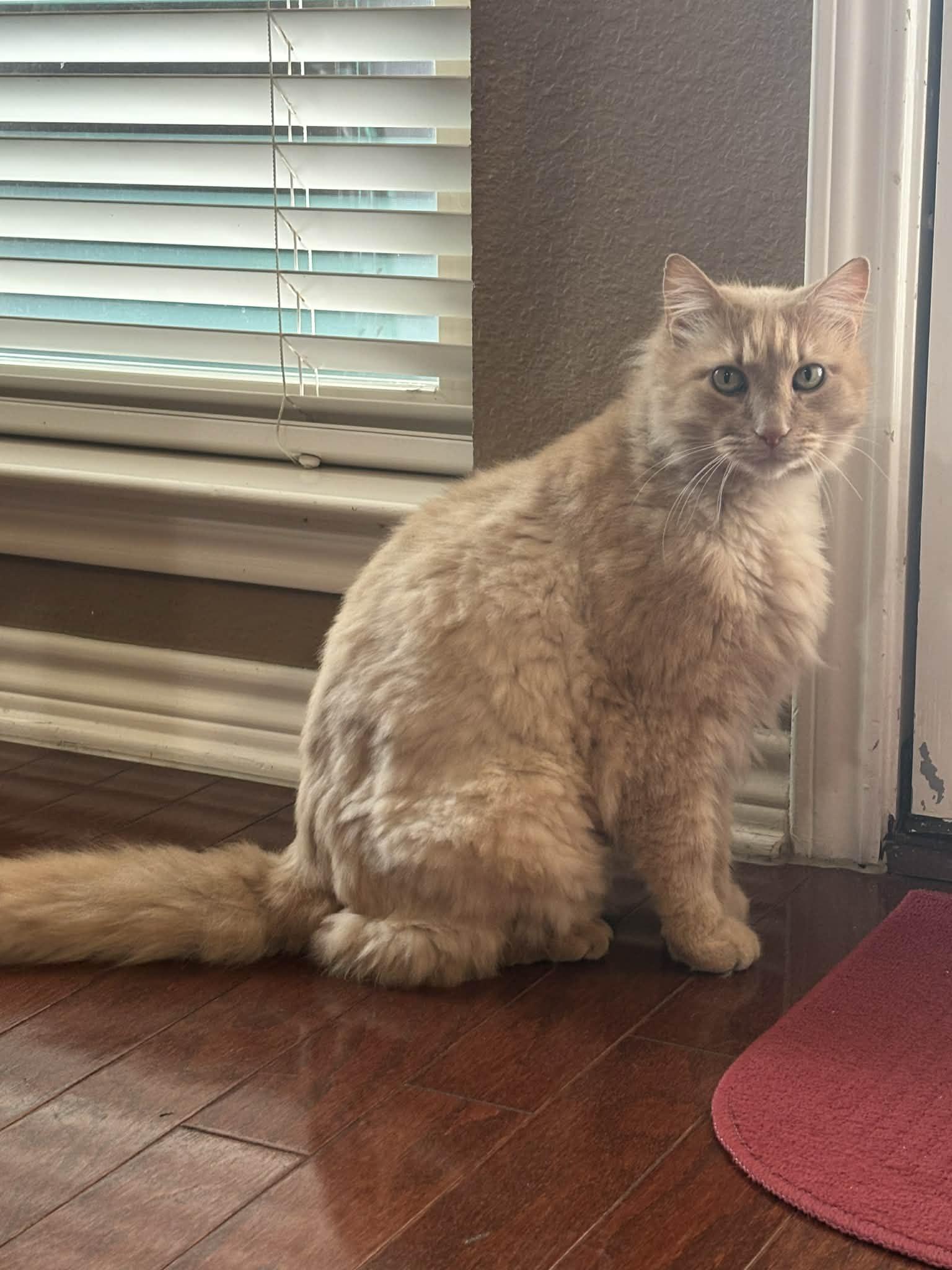 Enlarge Owen, a ADOPTABLE Domestic Long Hair in Mansfield, TX image 2/3