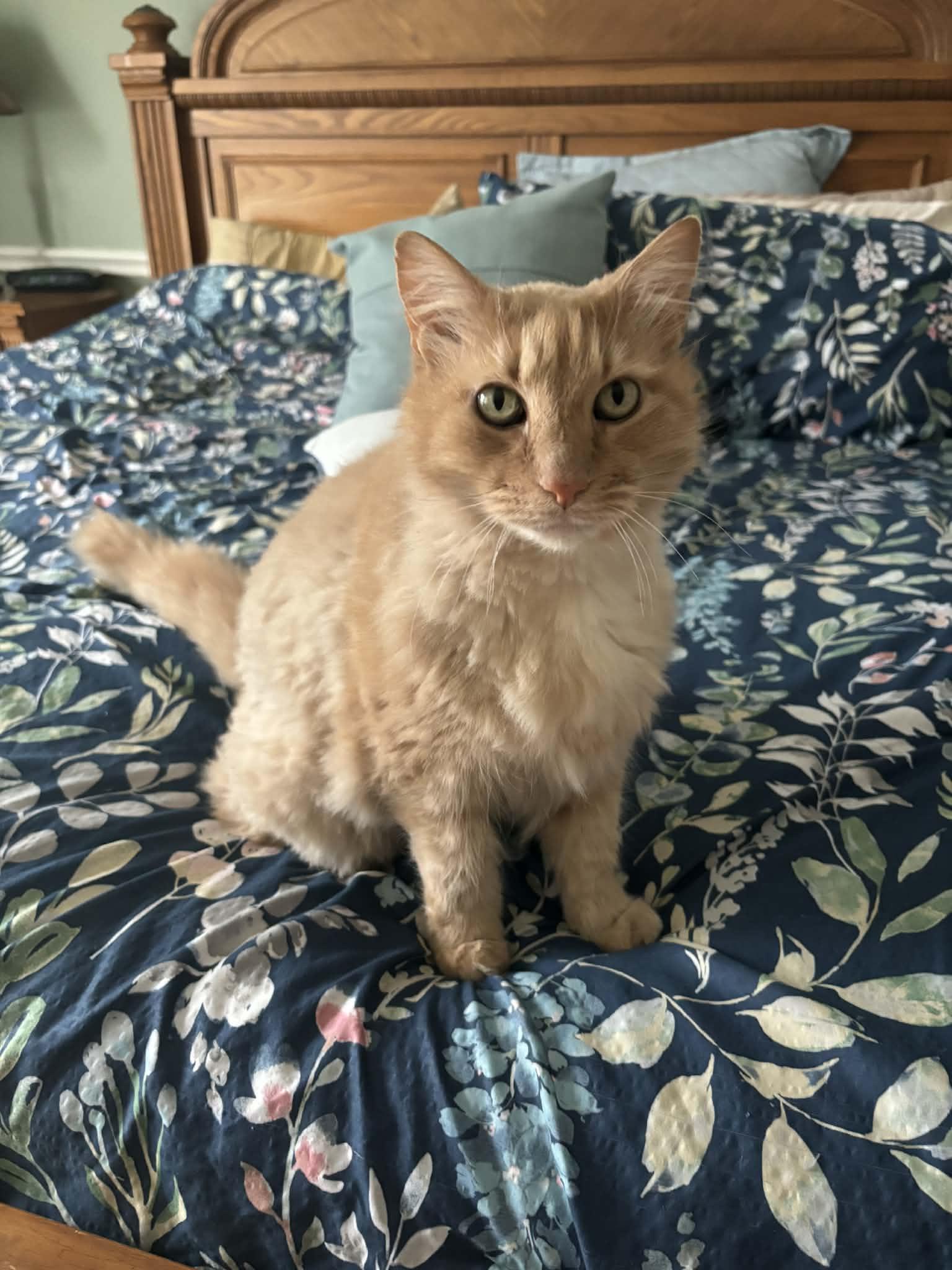 Owen, ADOPTABLE, Senior Male Domestic Long Hair.