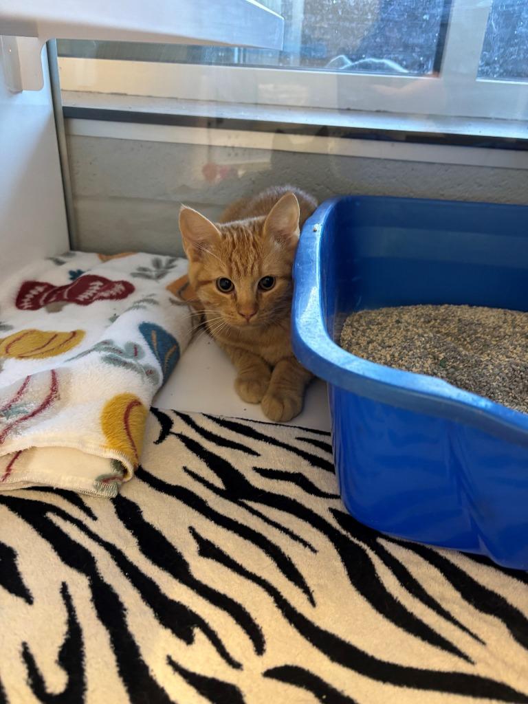 Julius, Adoptable, Kitten Male Domestic Short Hair.