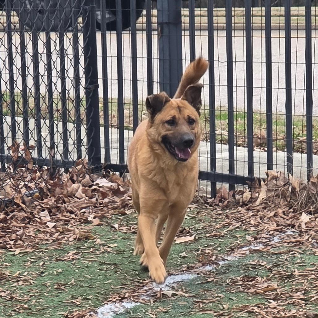 Sponge Bob, Adoptable, Adult Male Mixed Breed.