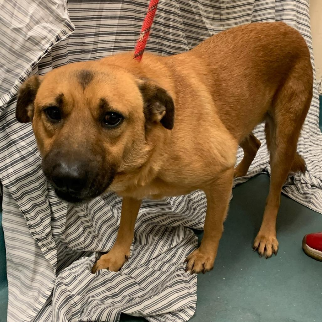 Enlarge Sponge Bob, a Adoptable Mixed Breed in Memphis, TN image 4/6