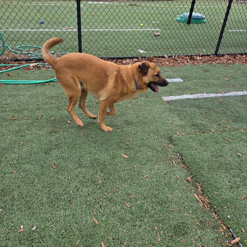 Enlarge Sponge Bob, a Adoptable Mixed Breed in Memphis, TN image 6/6