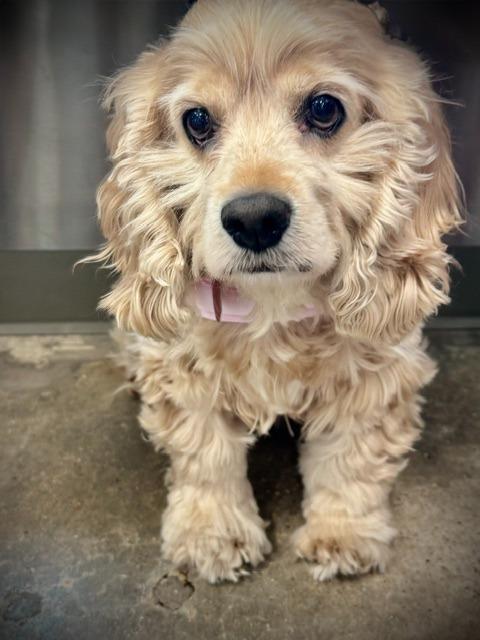 Daylee, Adoptable, Senior Female Cocker Spaniel.