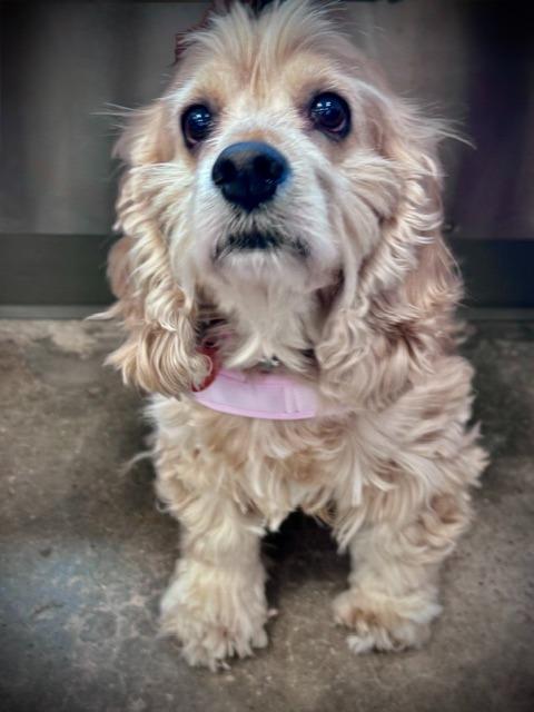Daylee, a Adoptable Cocker Spaniel in Austin, TX image 2/4