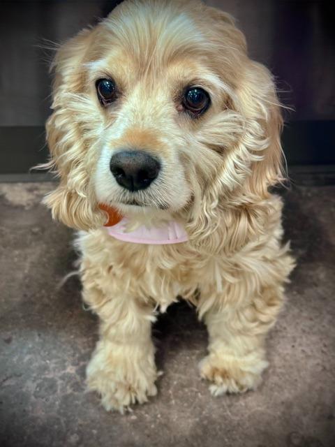 Daylee, a Adoptable Cocker Spaniel in Austin, TX image 3/4