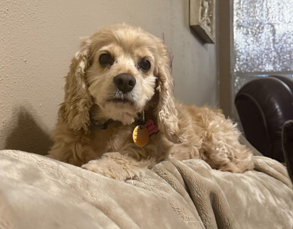 Daylee, a Adoptable Cocker Spaniel in Austin, TX image 4/4