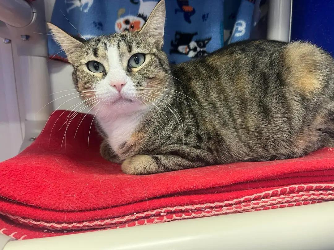 Octavia, ADOPTABLE, Adult Female Domestic Short Hair.