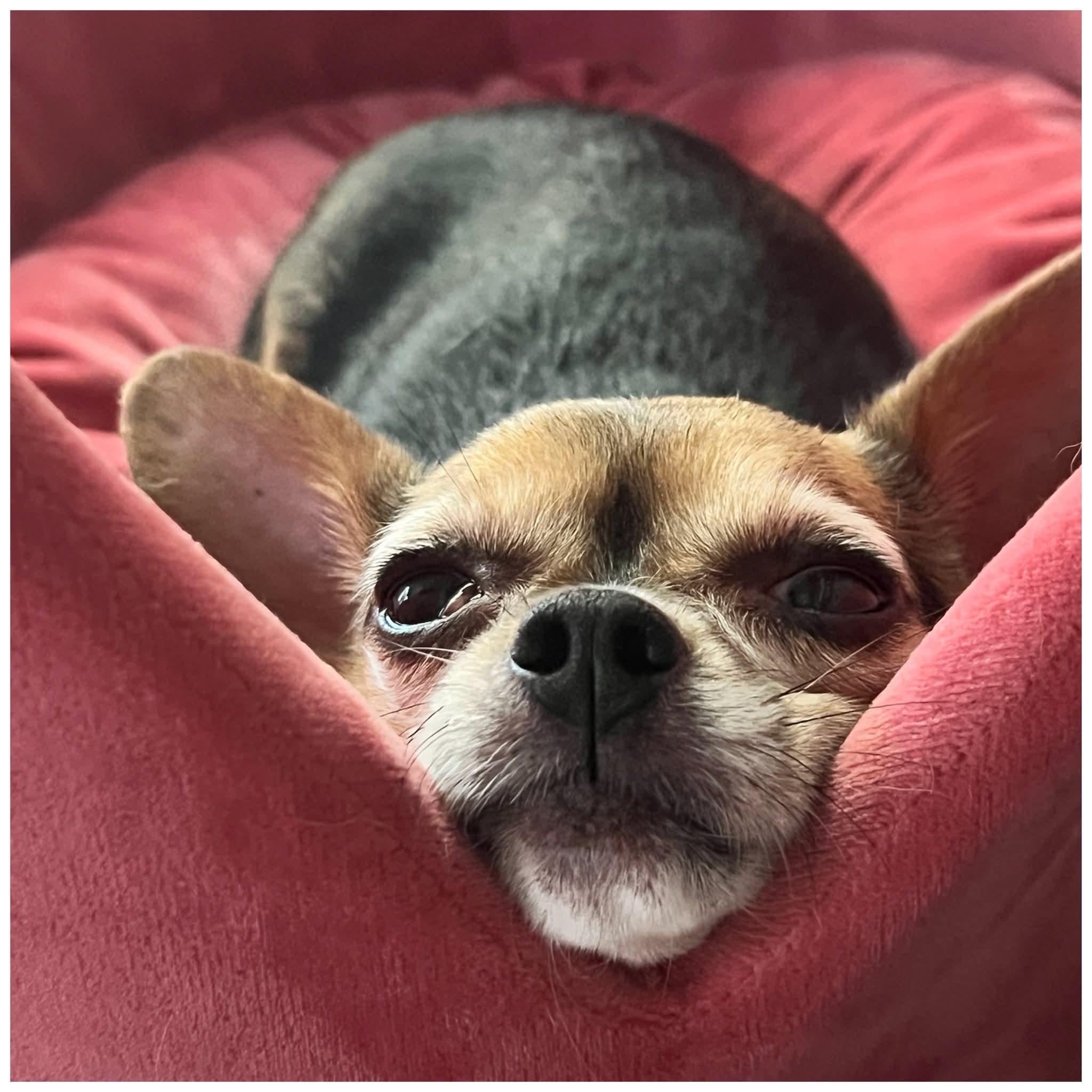 Enlarge Sadie, a ADOPTABLE Chihuahua in Clovis, CA image 4/5