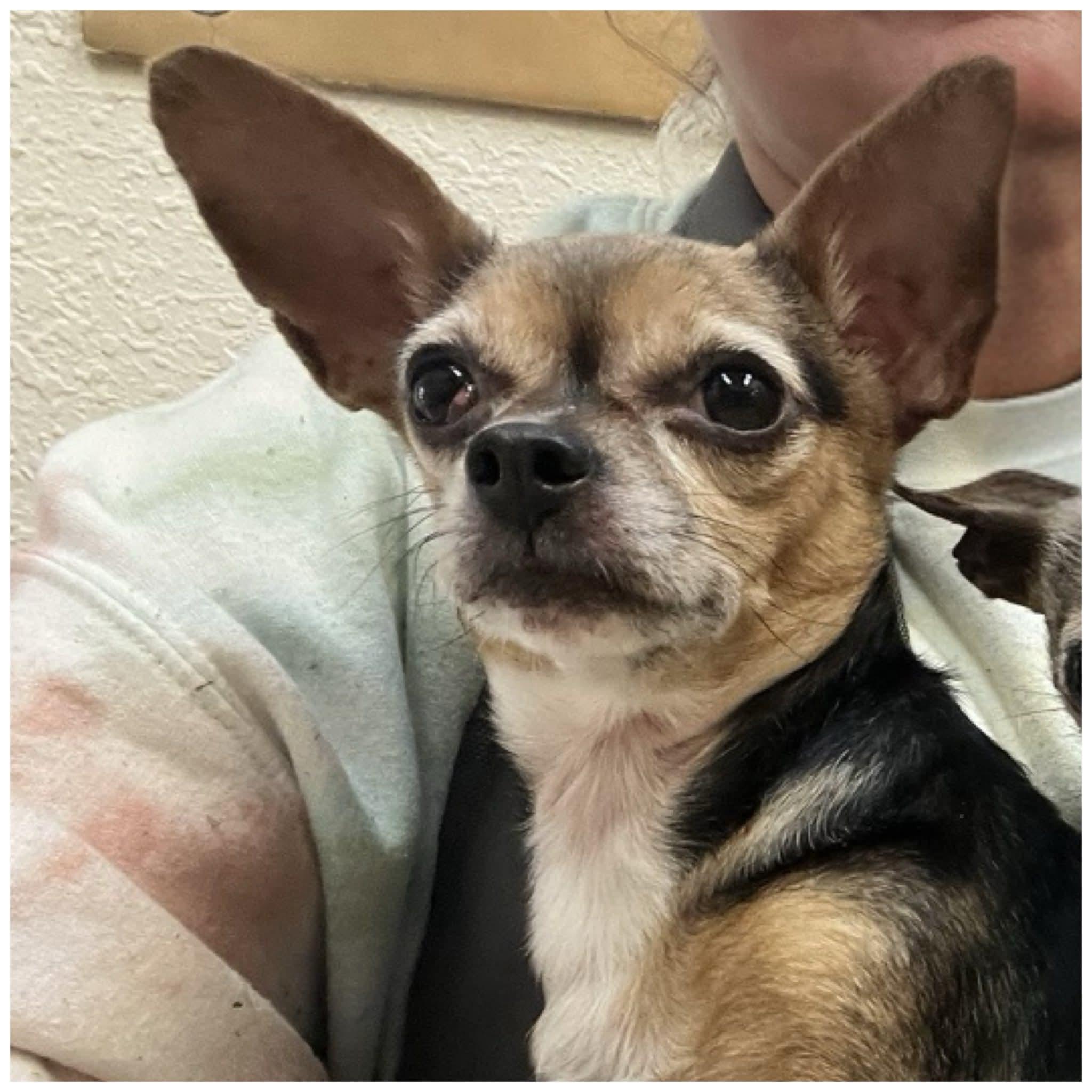 Enlarge Sadie, a ADOPTABLE Chihuahua in Clovis, CA image 2/5