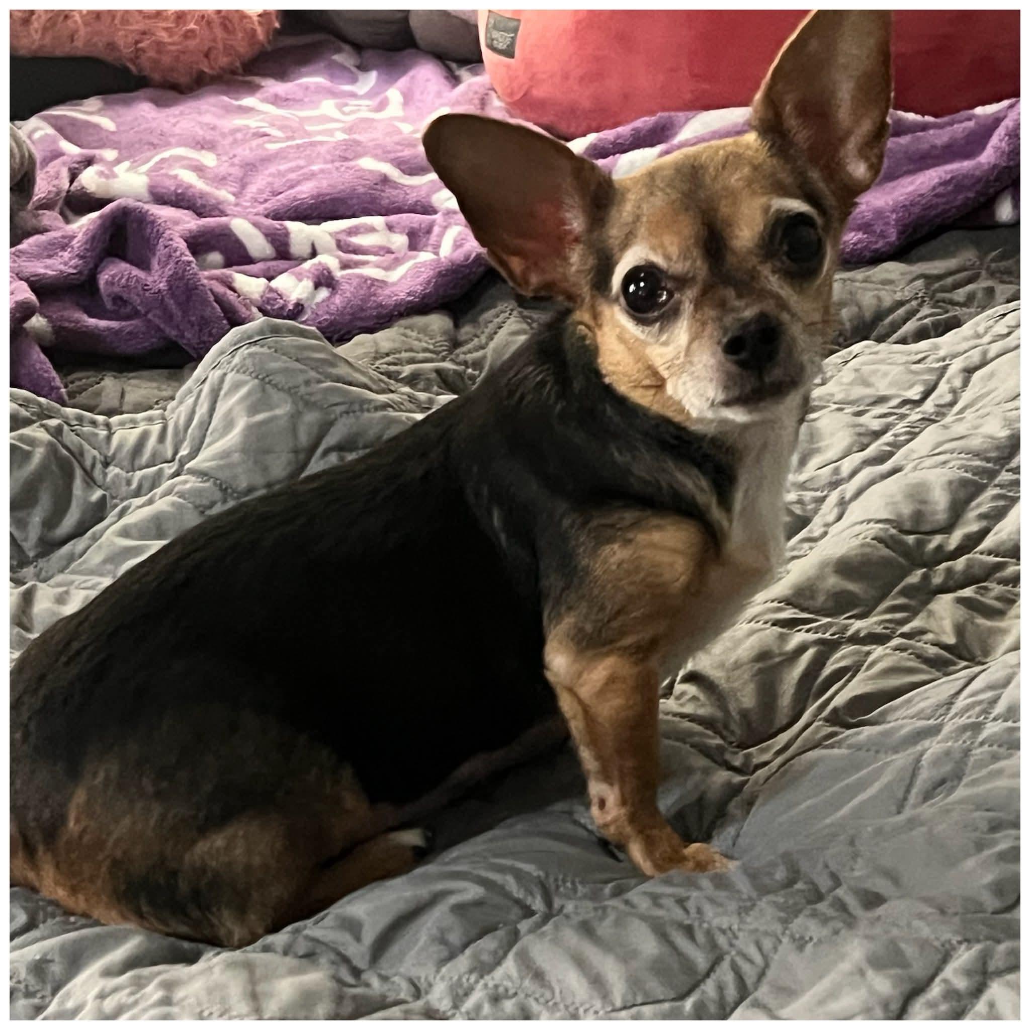 Enlarge Sadie, a ADOPTABLE Chihuahua in Clovis, CA image 3/5