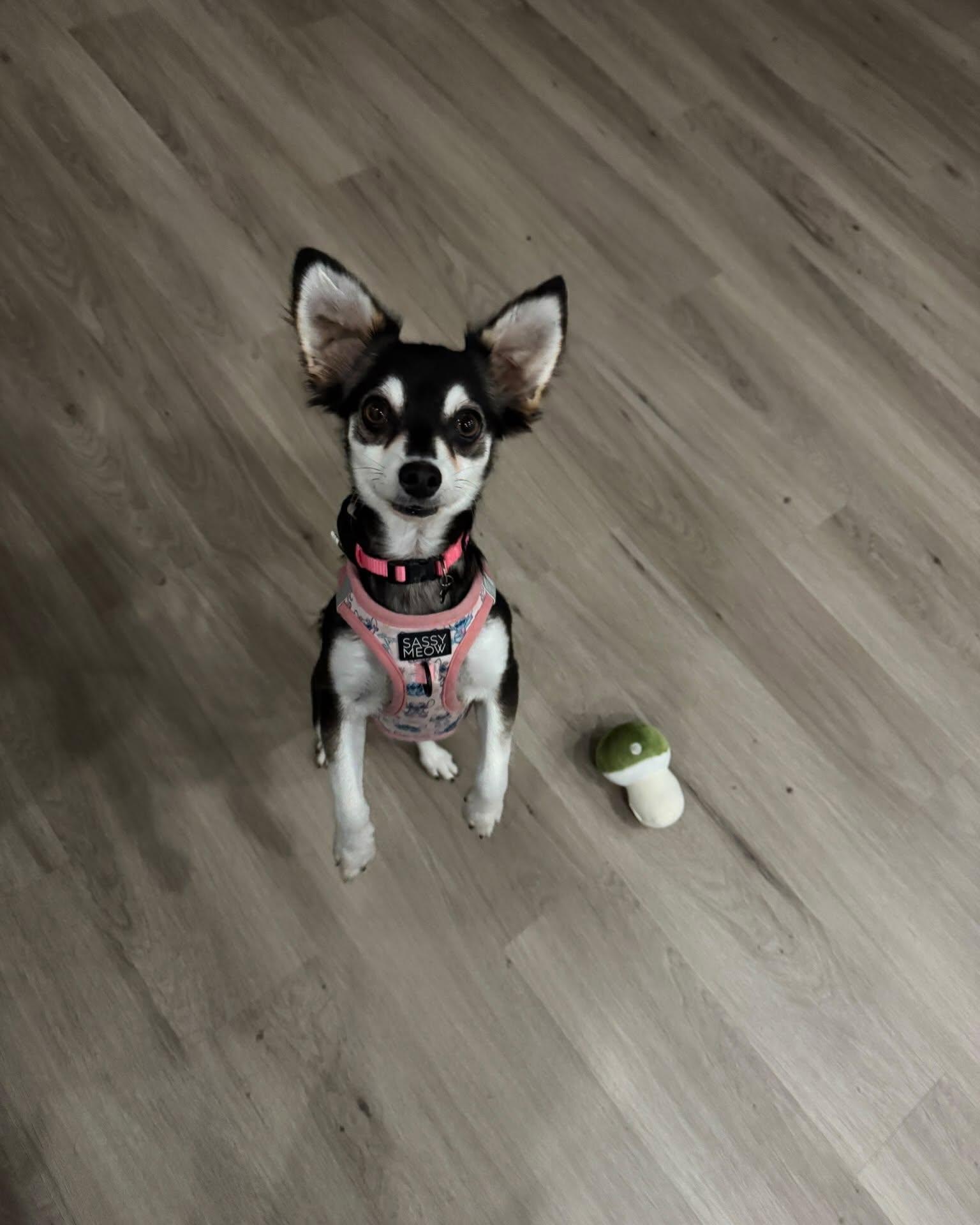 Enlarge MERRIWEATHER, a Adopted mixed breed in Coquitlam, BC image 2/6